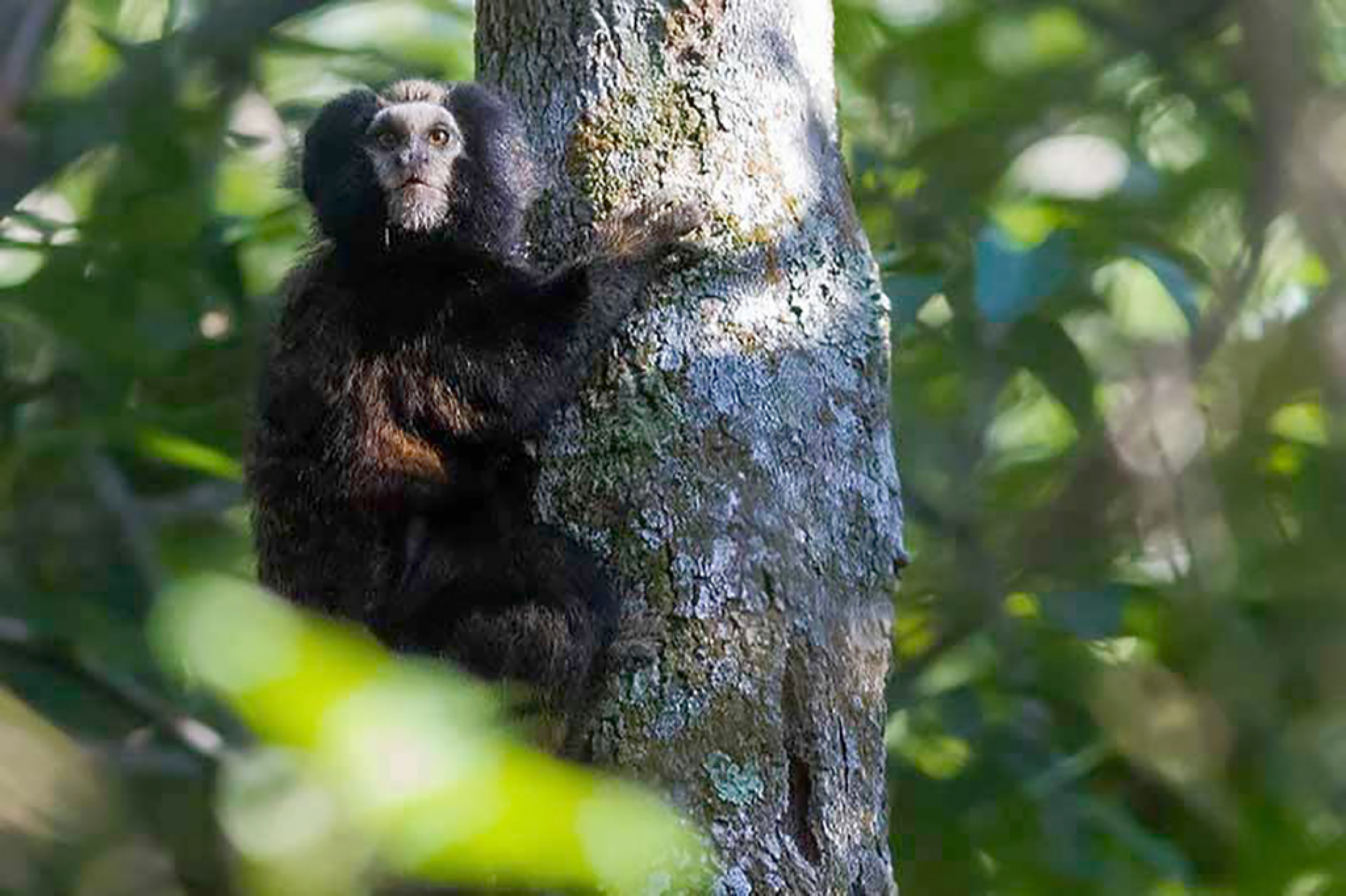 No local vivem saguis-caveirinhas que devem ser preservados
