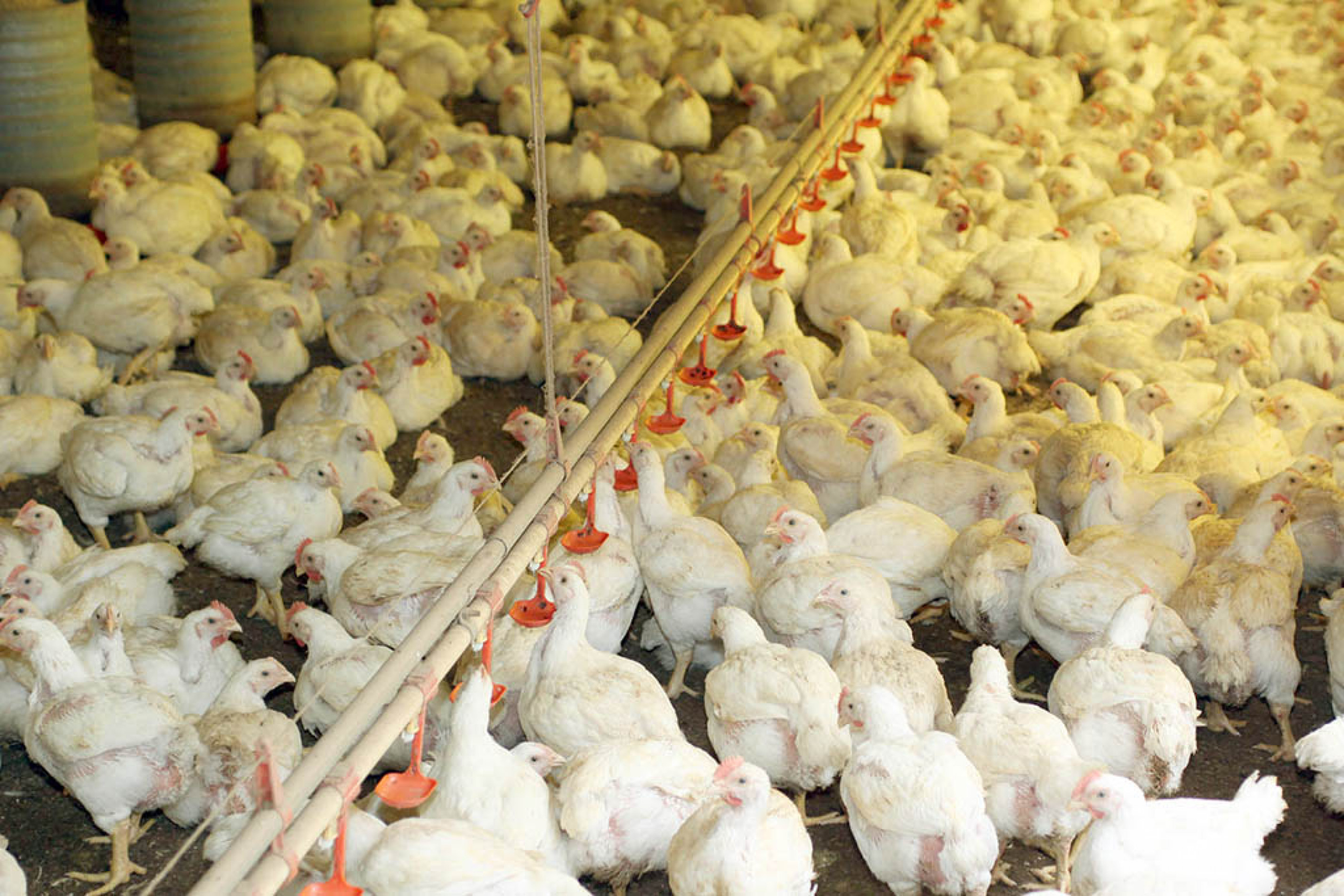 Ministério da Agricultura tomou medidas de contenção 
