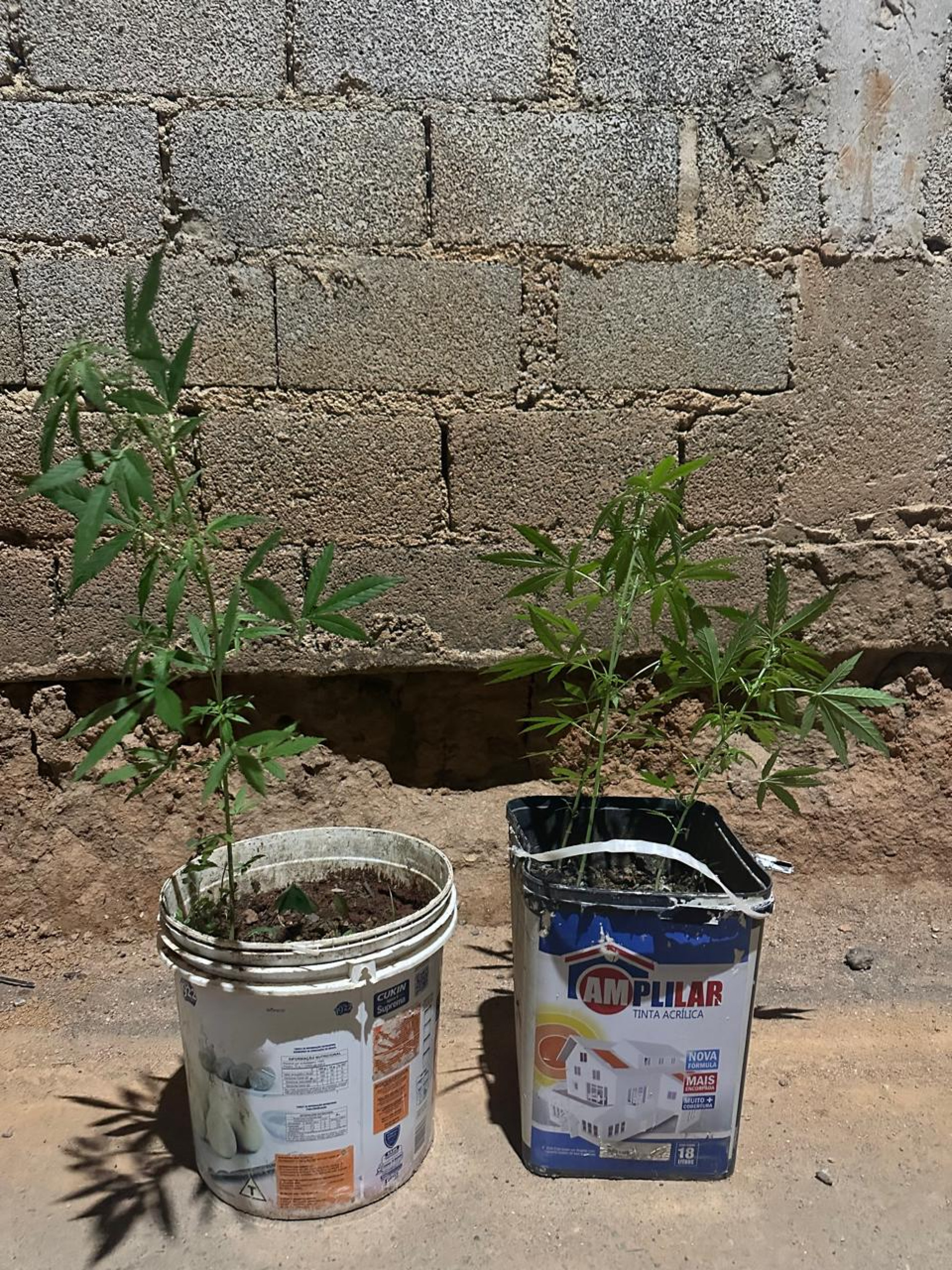 O próprio sujeito admitiu que cultivava os pés de maconha
