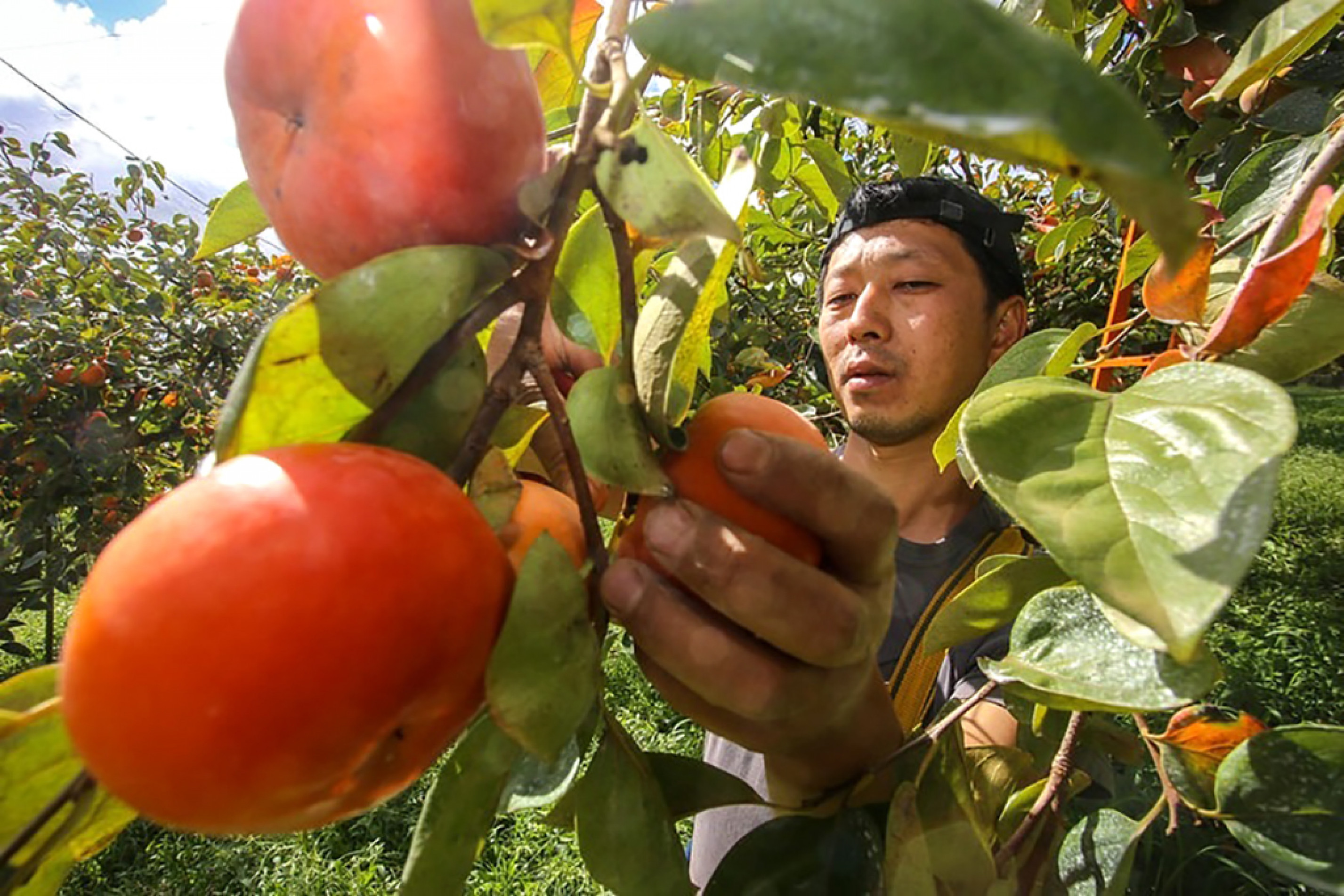Em 2024, a produção paulista da fruta foi de 71,5 mil toneladas
