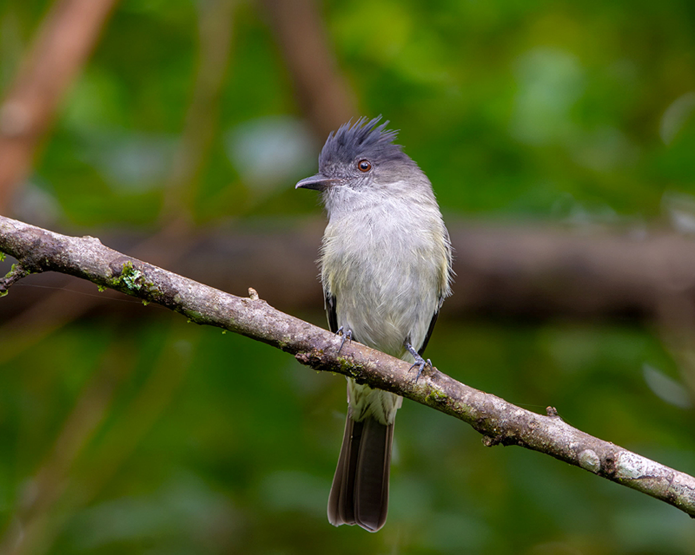 O gritador chama a 
atenção com sua 
cristinha elegante, 
e o volume também!
