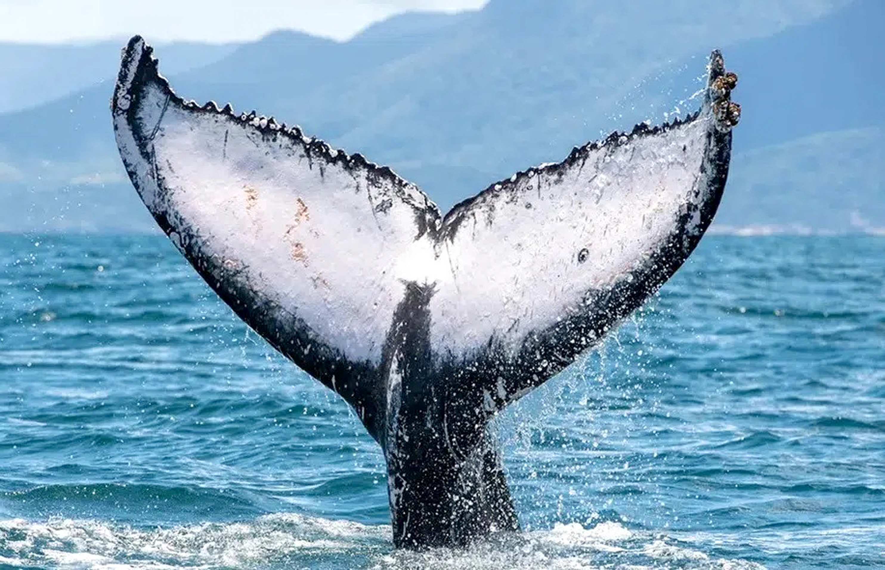 Cada cauda é única!
