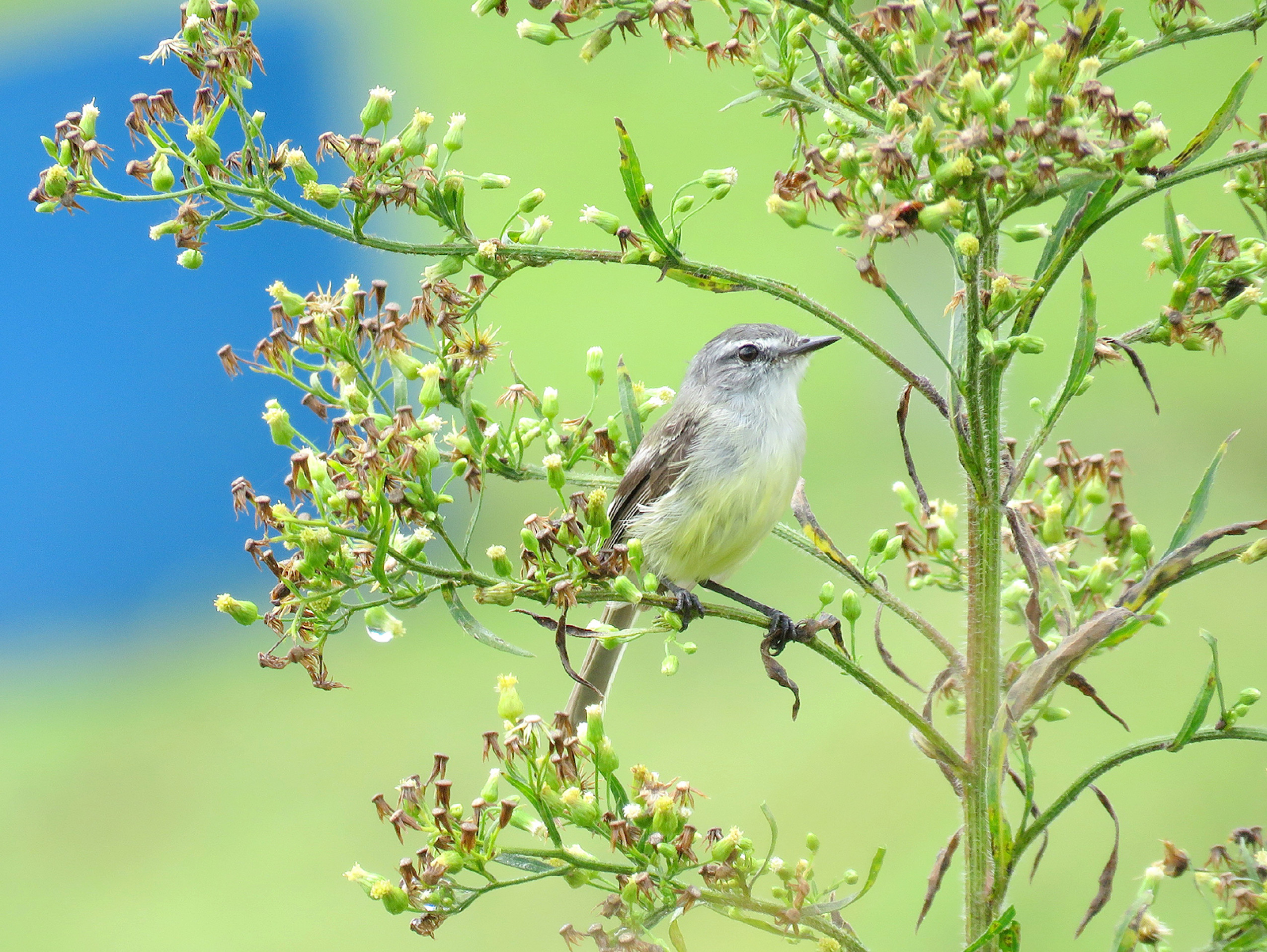 Pequeno, estiloso e caçador de 
insetos: esse é o alegrinho!