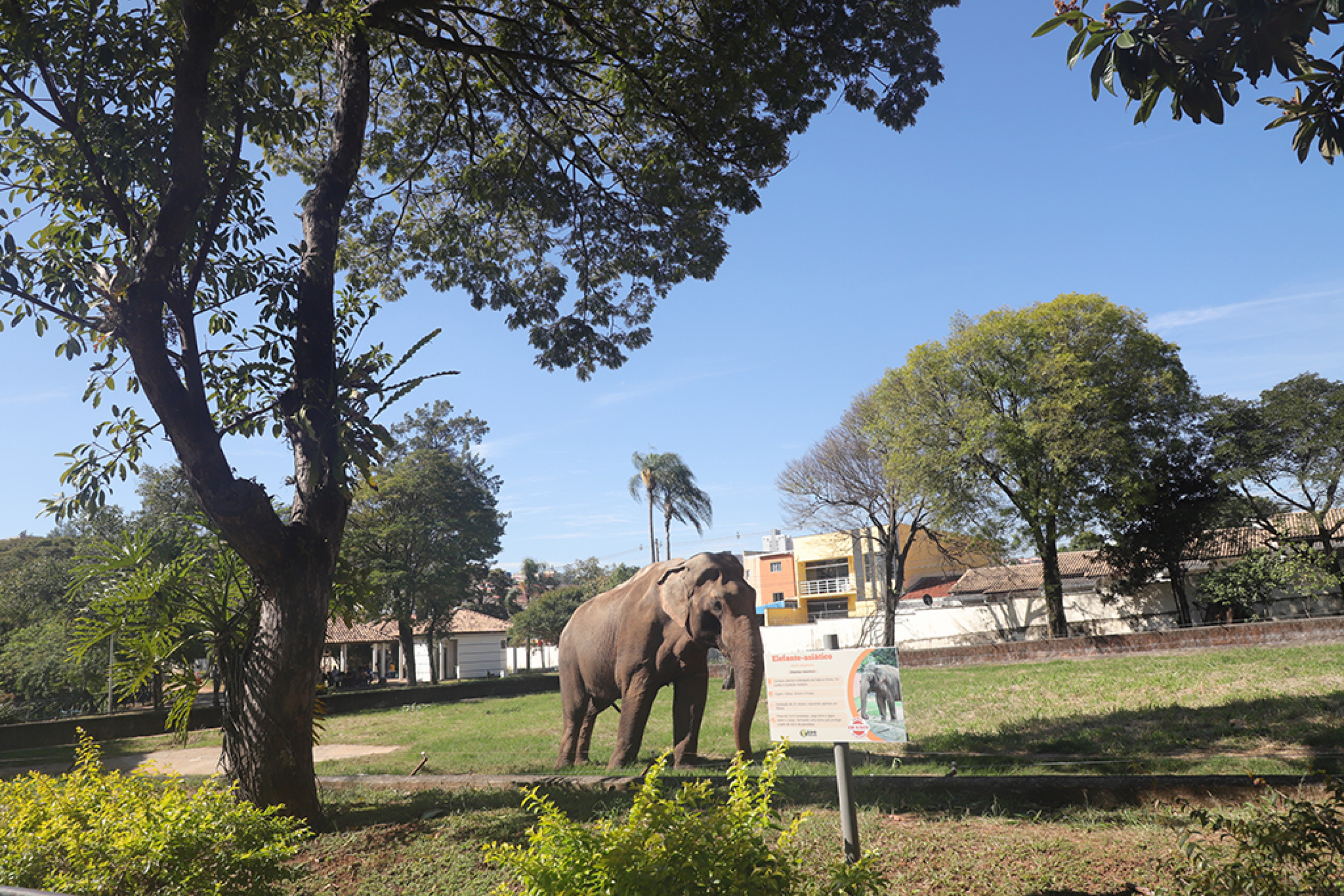 Limitação do recinto no zoológico local, falta de condições adequadas e, 
principalmente, a solidão são fatores que pesam a favor da transferência do animal
