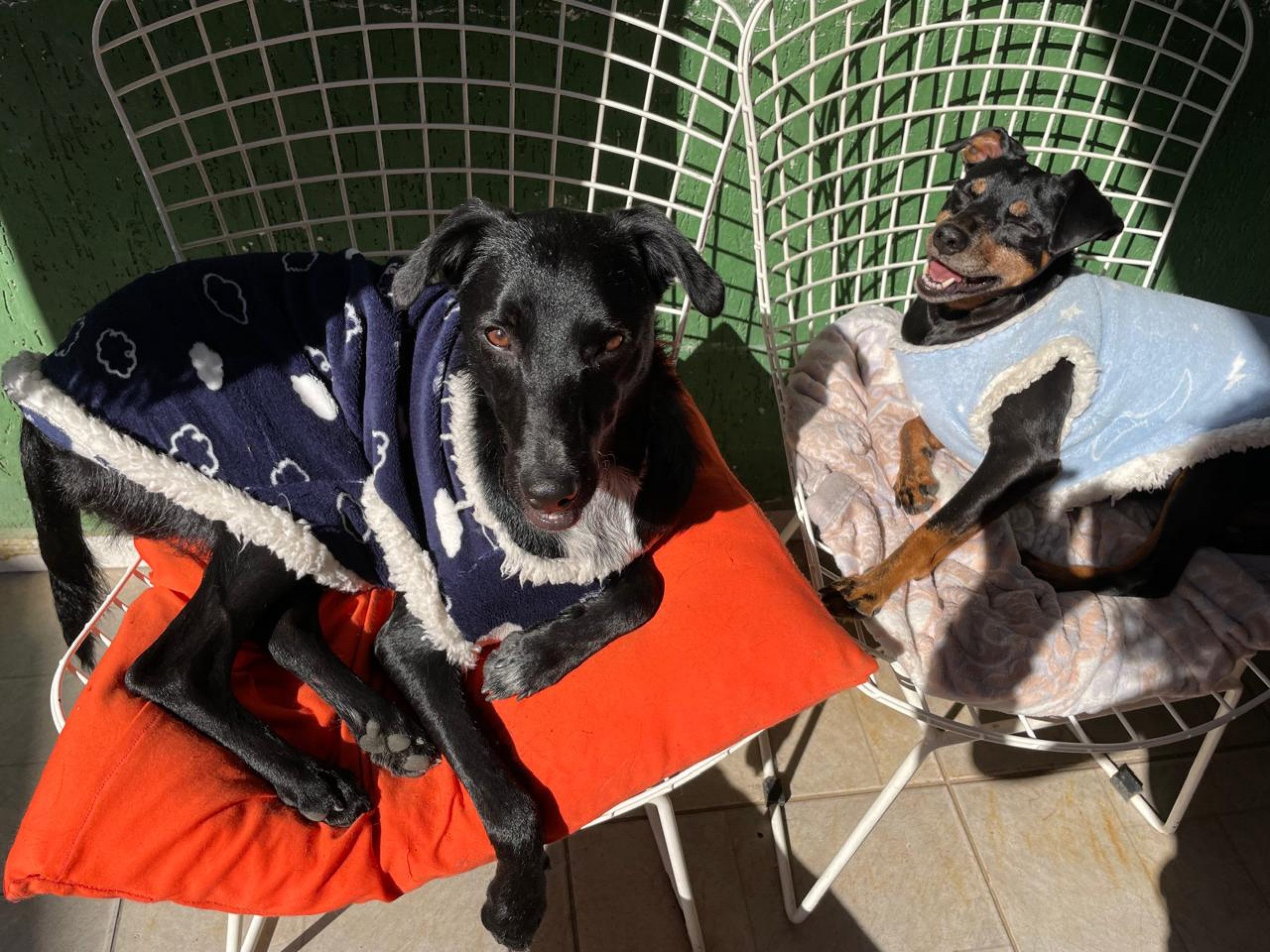 A roupa pode ajudar o pet, mas é preciso tomar cuidado para não incomodar o animal