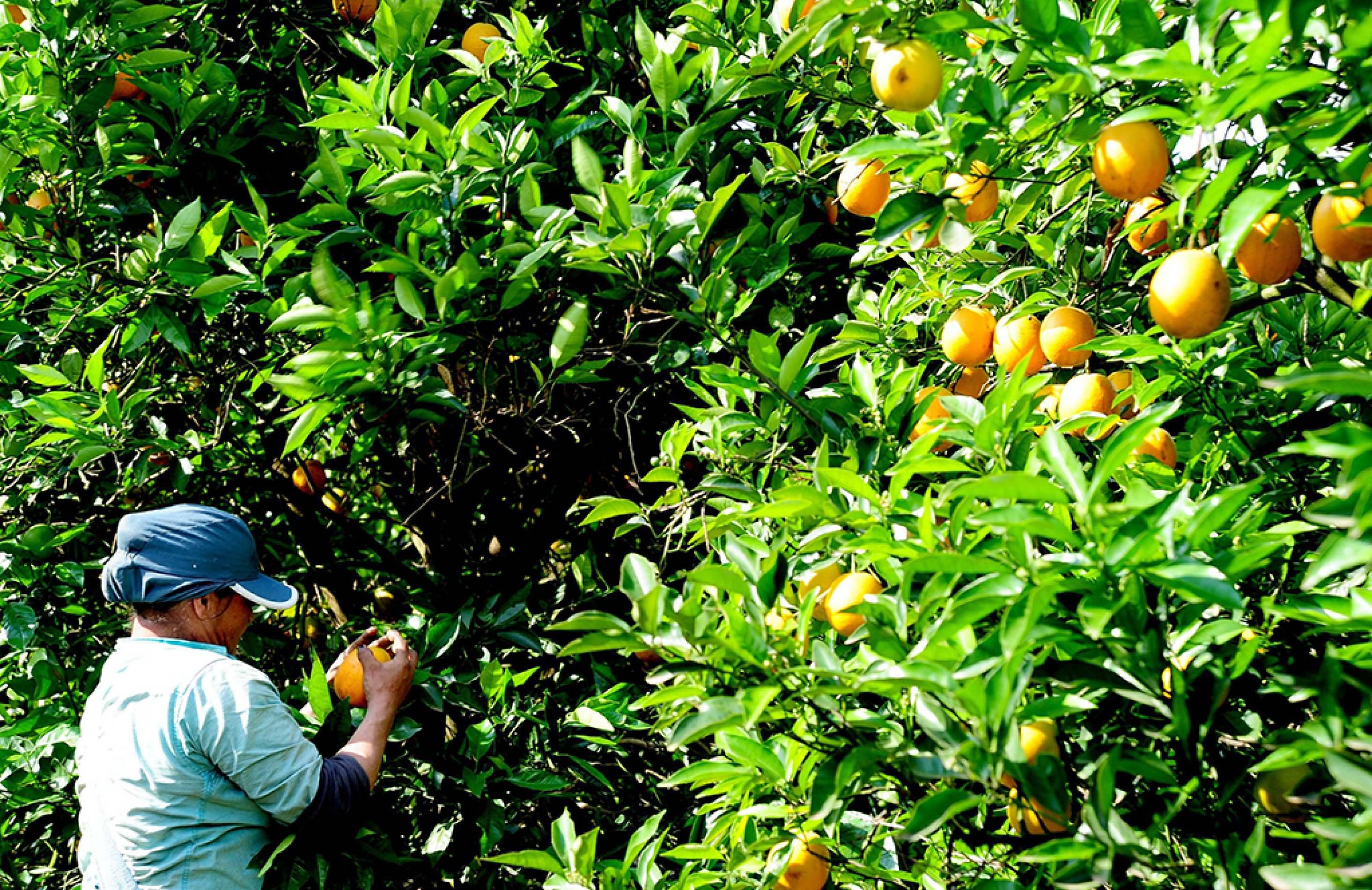 Agropecuária avançou 7,8%, seguida por serviços, com 3,1% 
