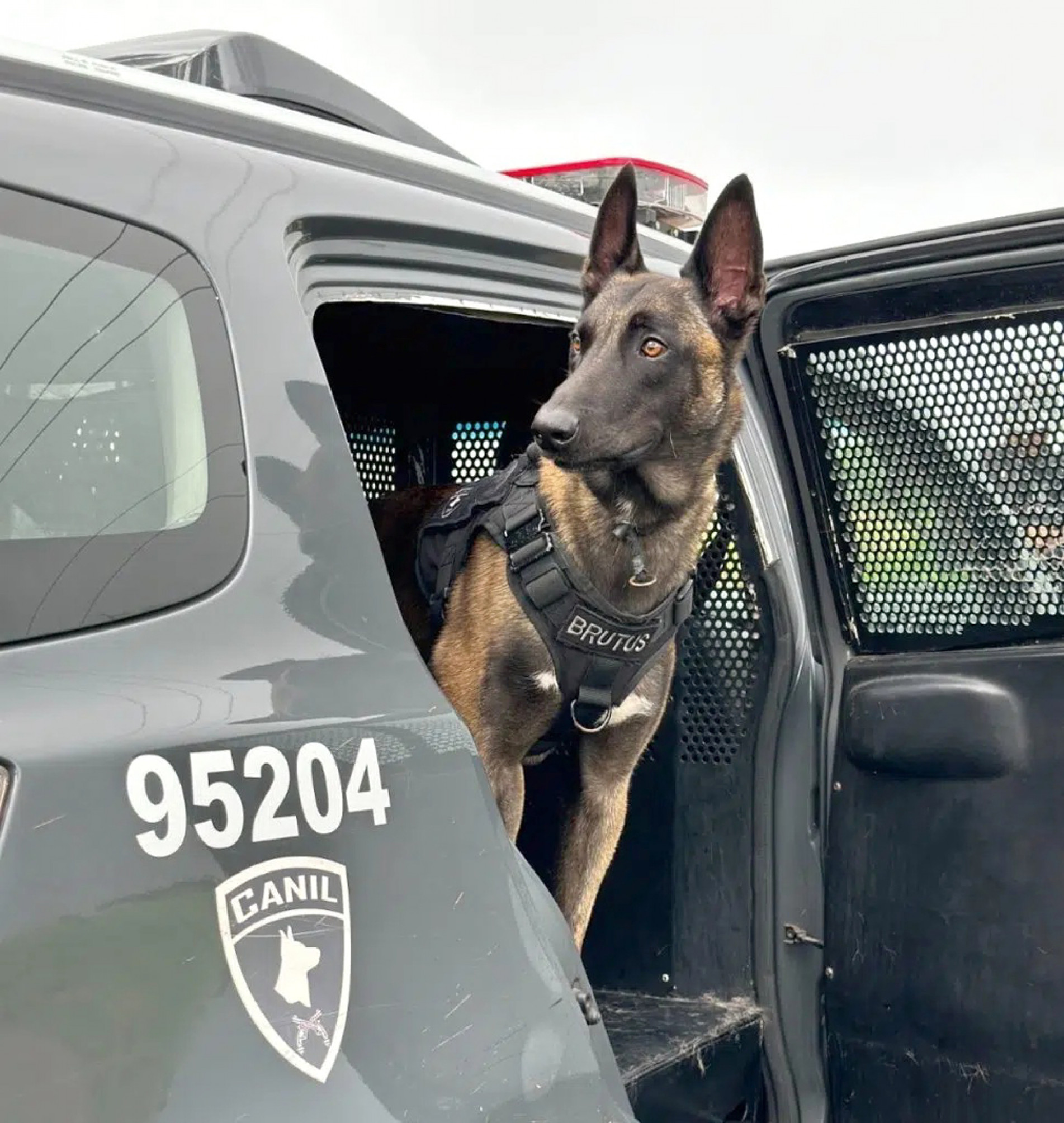 Só até maio deste ano, os cães auxiliaram na prisão de 
11 suspeitos. Durante o período, foi apreendida mais de uma tonelada de drogas, graças ao faro aguçado deles
