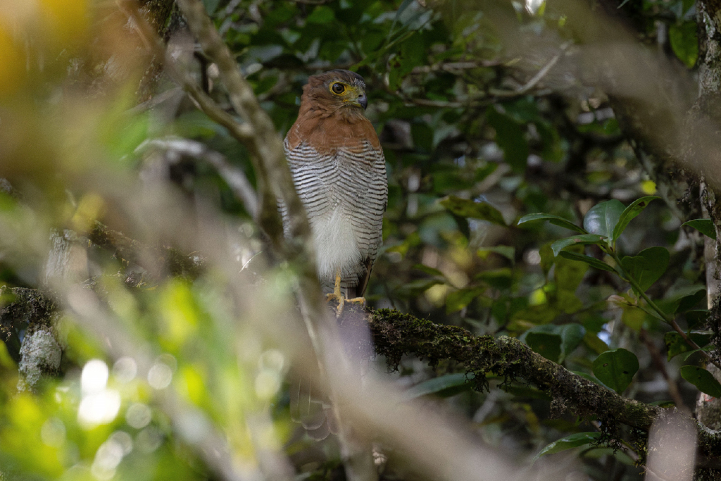 O falcão-caburé vive escondido no meio do mato
