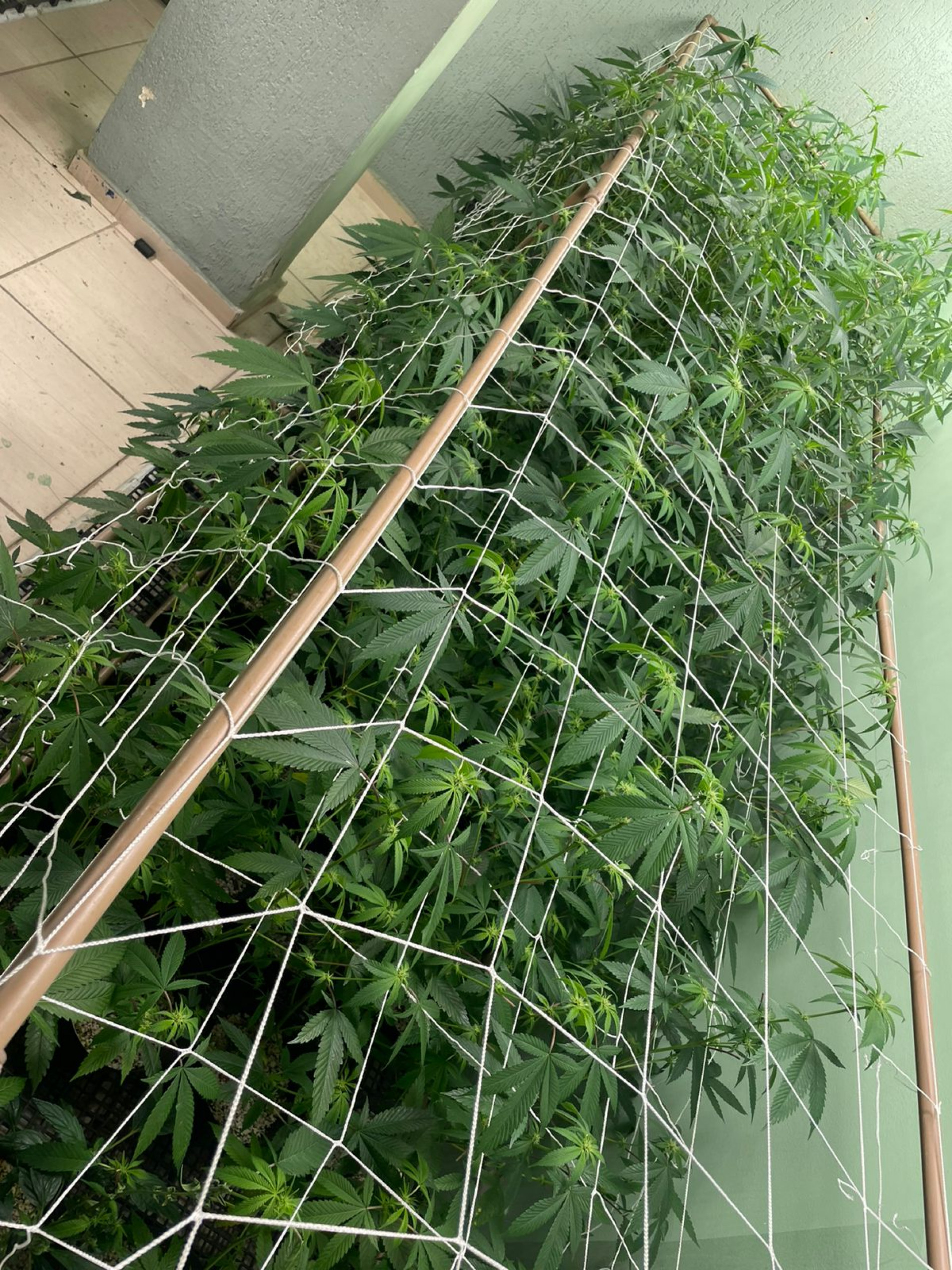 Plantas totalizaram 31,5 quilos