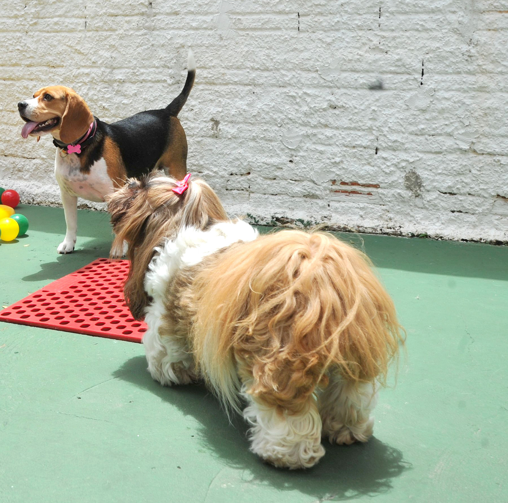 Iniciativa visa convivência
de crianças e pets