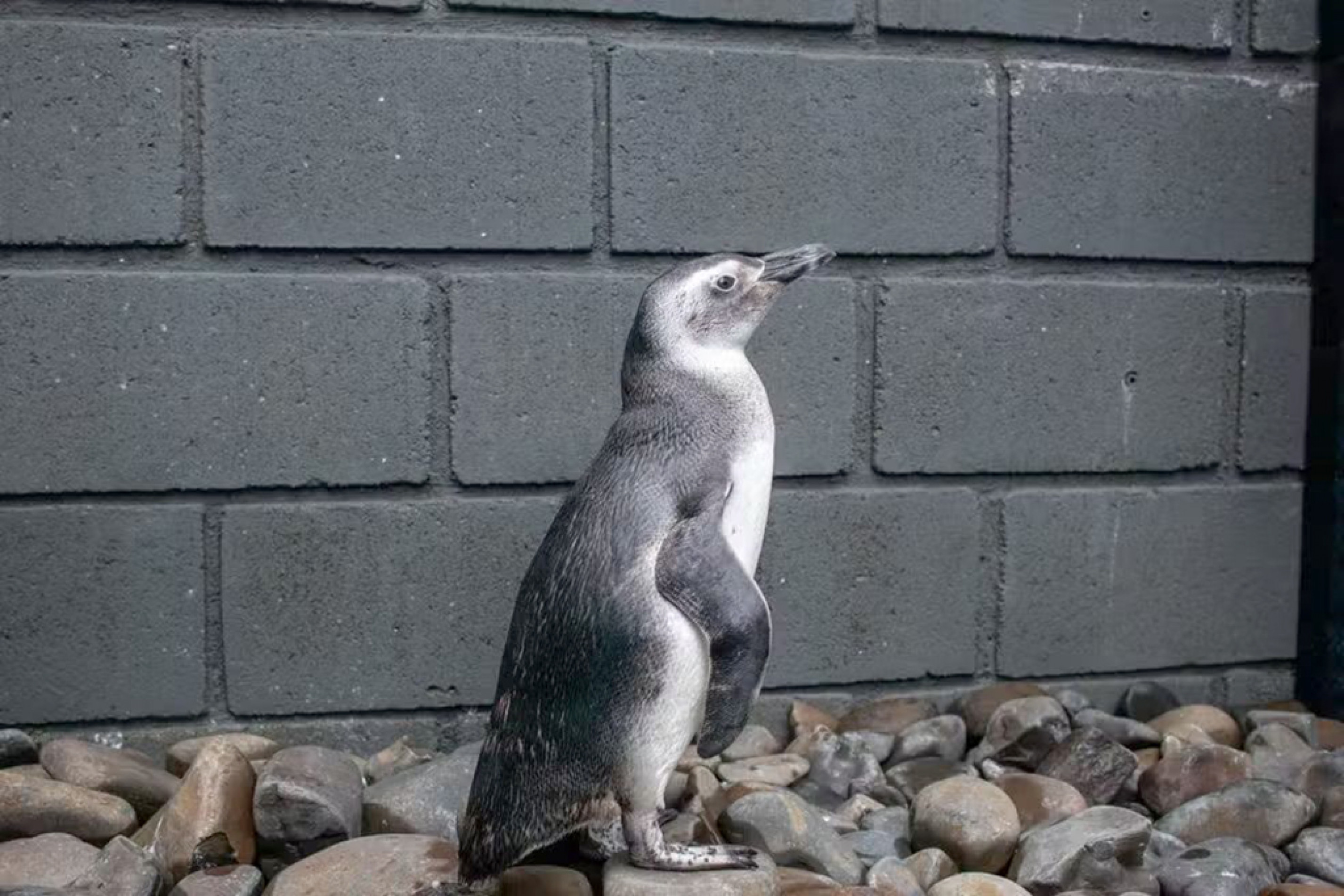 Quatro deles foram encontrados vivos
