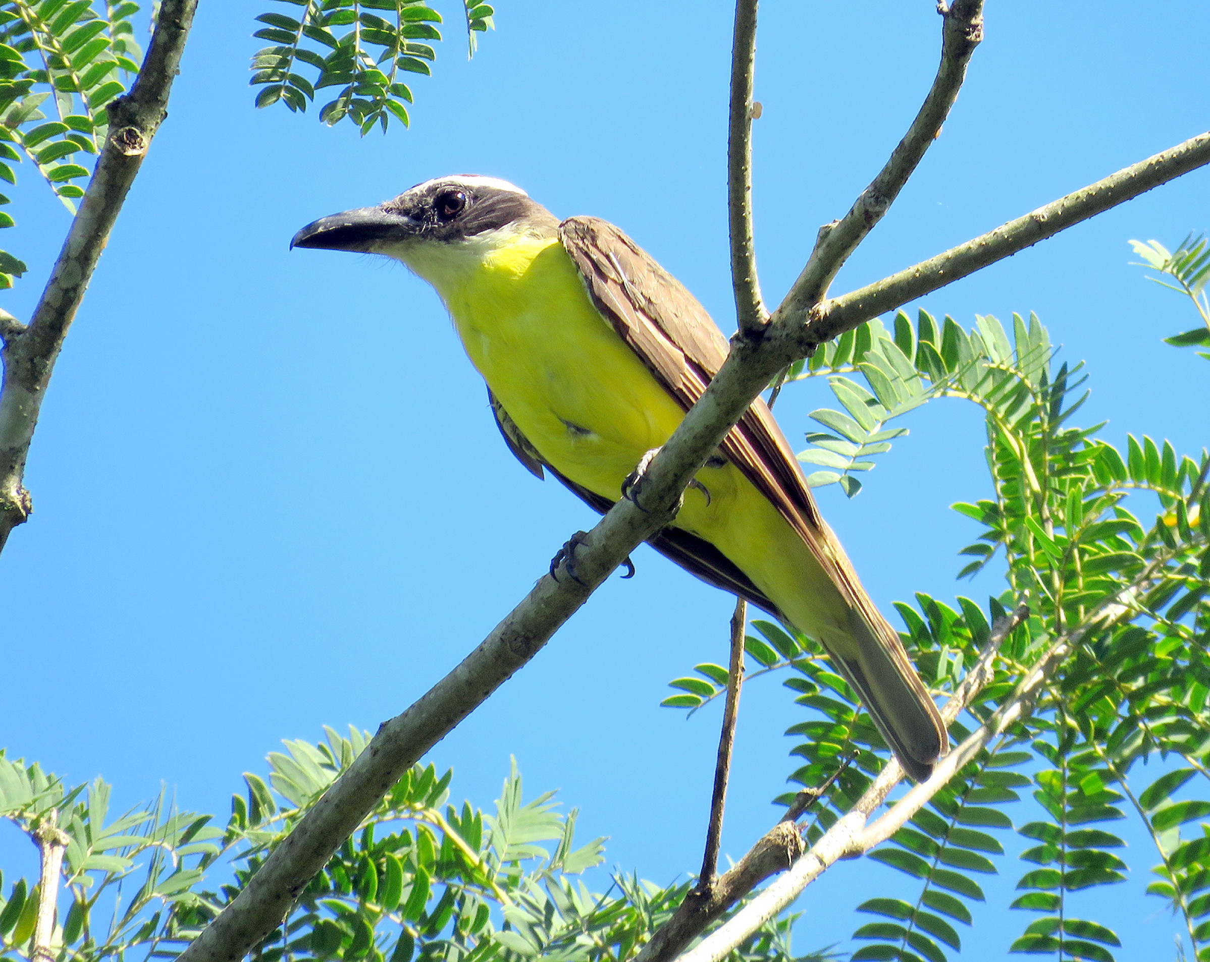 Com bico achatado e peito amarelo,
ele canta 