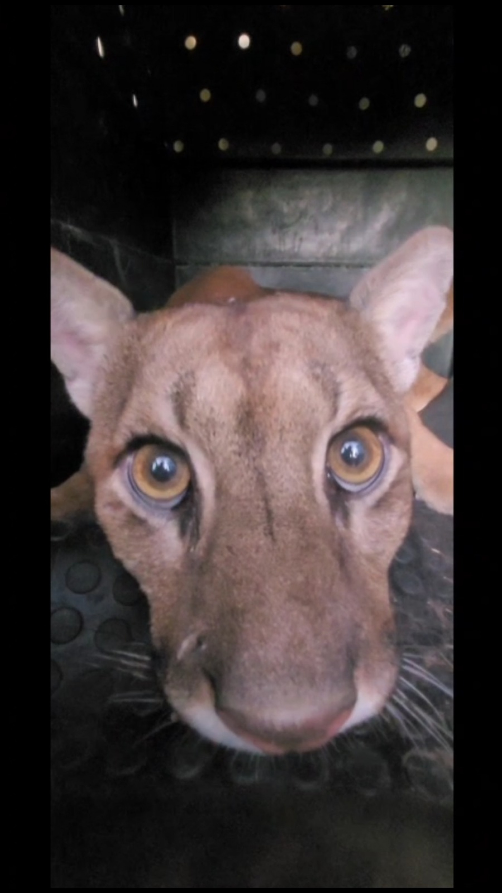 A onça passou por avaliação veterinária e foi devolvida à natureza