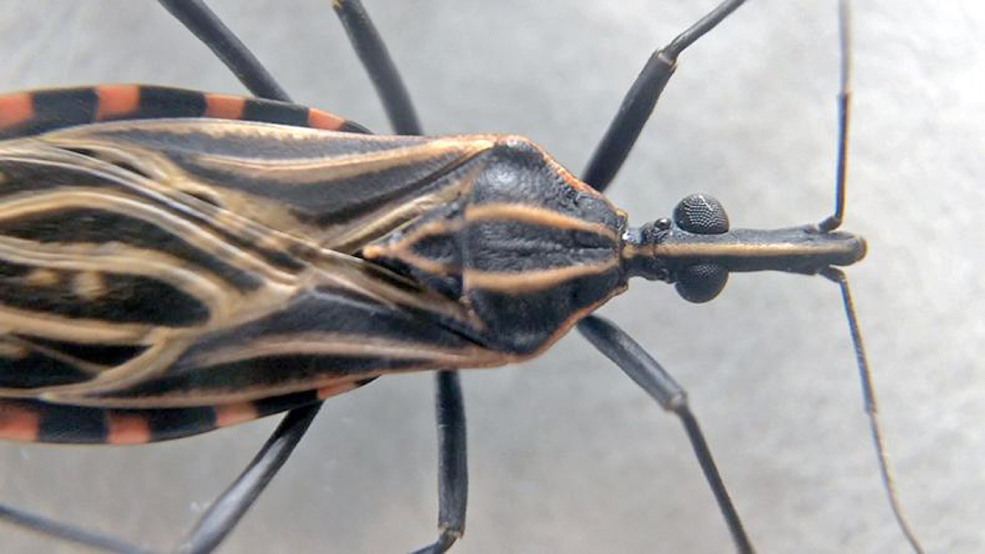 Inseto conhecido como barbeiro transmite a enfermidade
