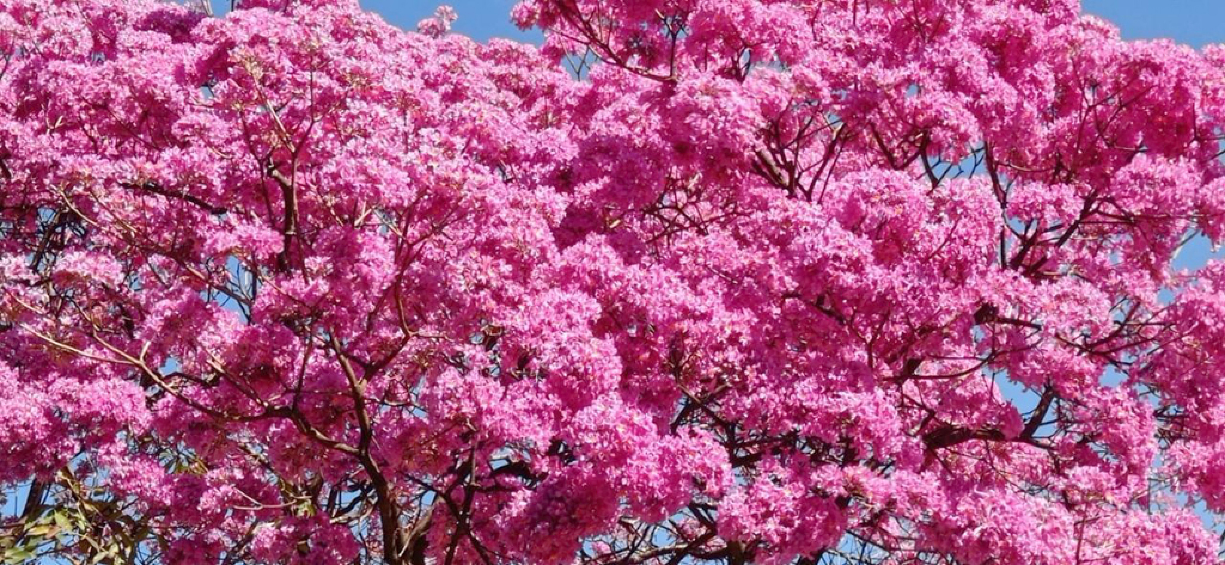 Florada ocorre do inverno até o início da primavera, quando outras plantas não estão florindo; isso reduz a concorrência por polinizadores como abelhas e pássaros
