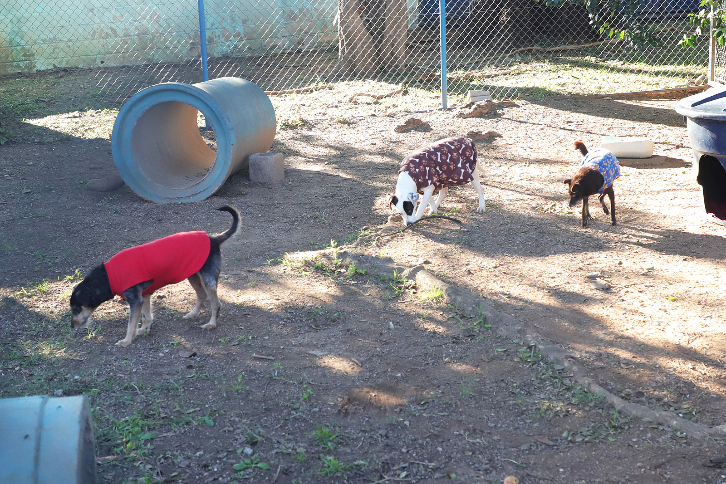 As doações são para animais recolhidos no Canil Municipal, mantido pela prefeitura
