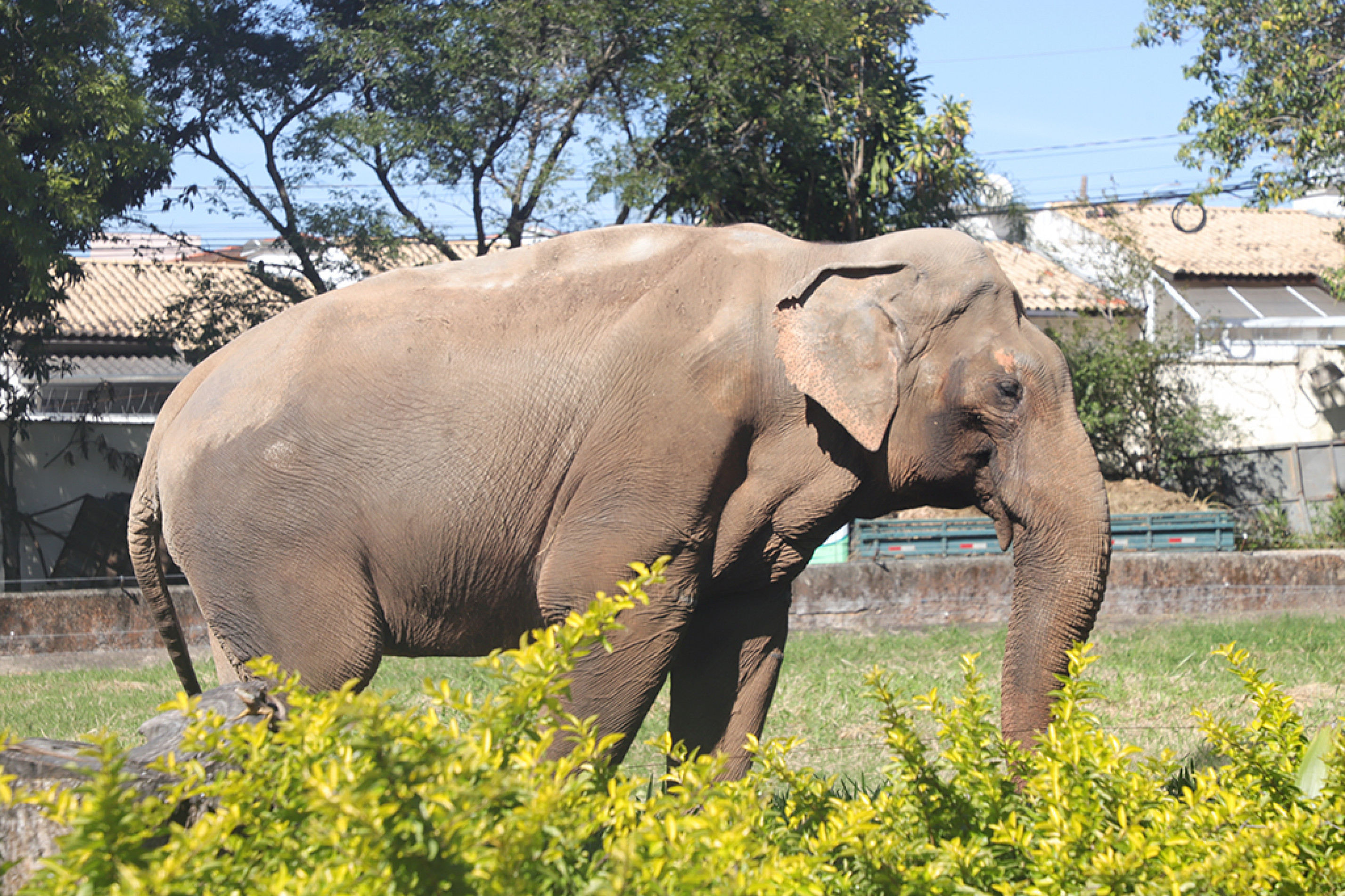 Animal vive no Quinzinho de Barros desde 1982
