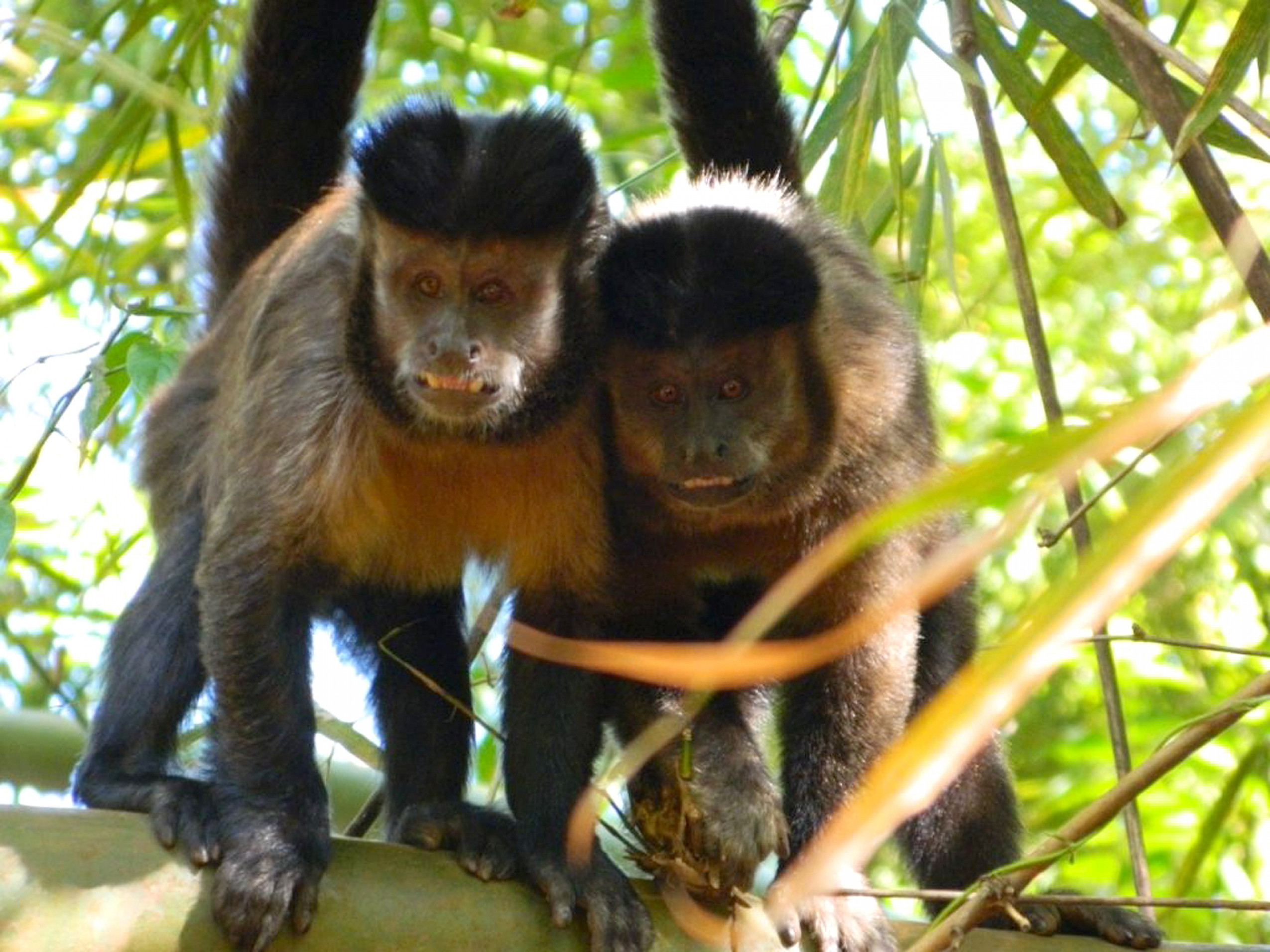 Além de aproximar o público da natureza, o programa também contribui para a ciência e a preservação das espécies nos parques urbanos
