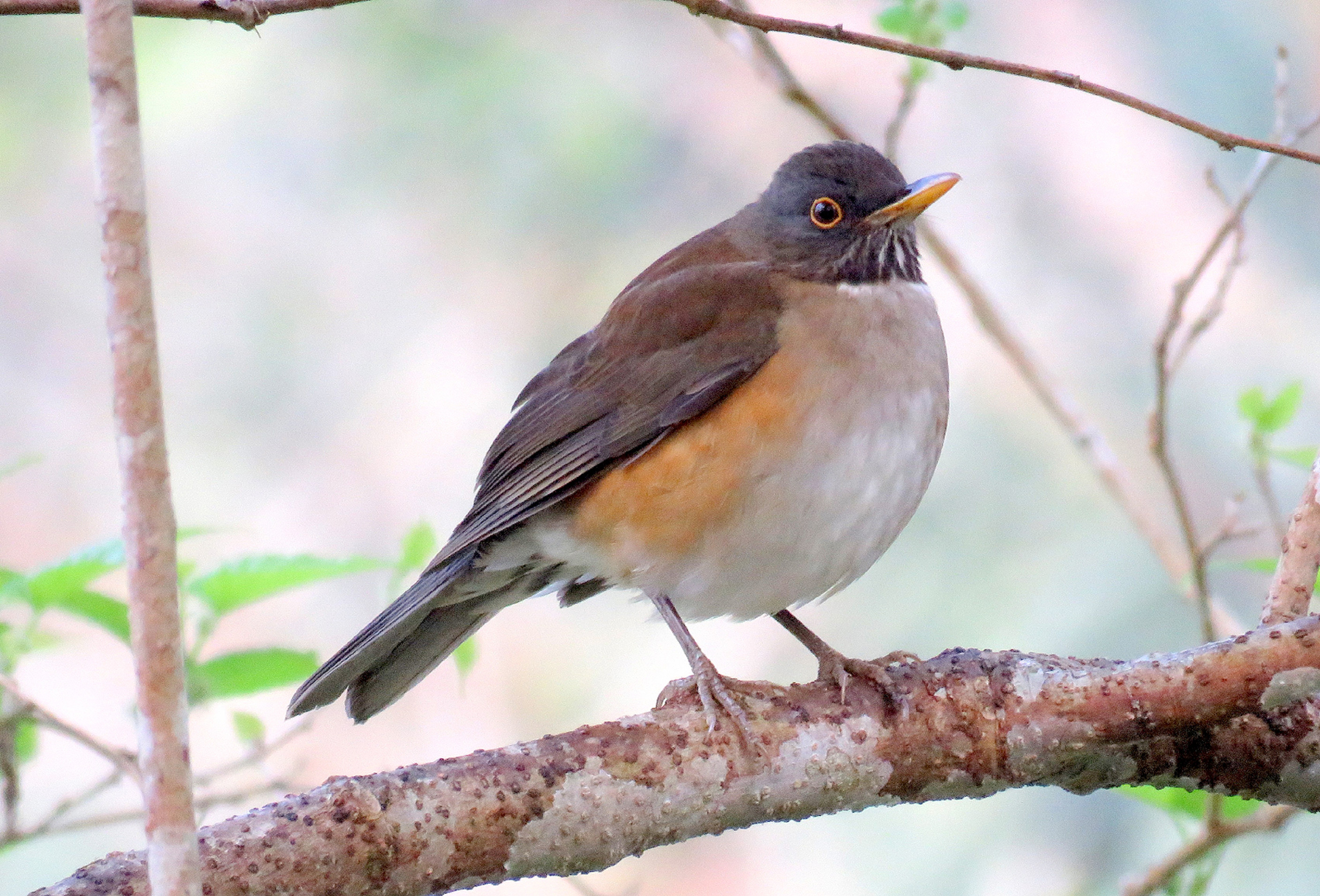 O sabiá-de-coleira é conhecido por seu canto melodioso e a faixa escura no pescoço, que parece uma coleira!