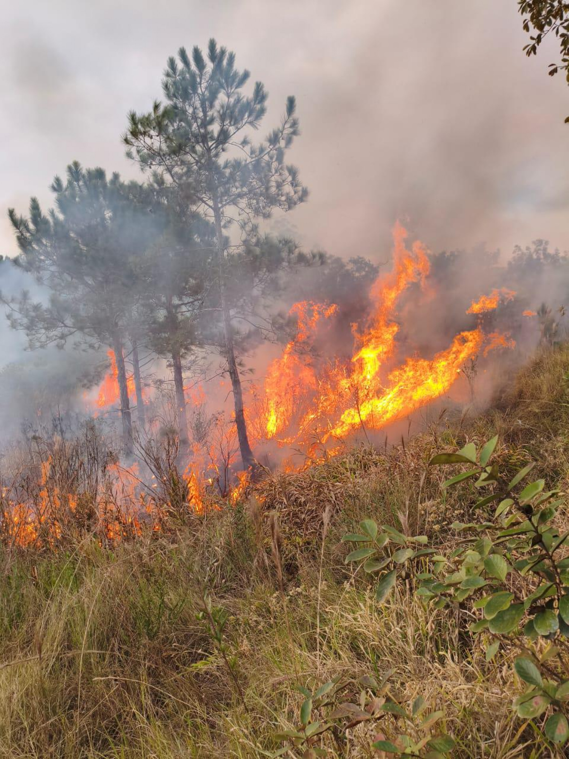 Oito hectares queimados eram de vegeta&ccedil;&atilde;o natural e cinco de &Aacute;rea de Preserva&ccedil;&atilde;o Permanente (APP)