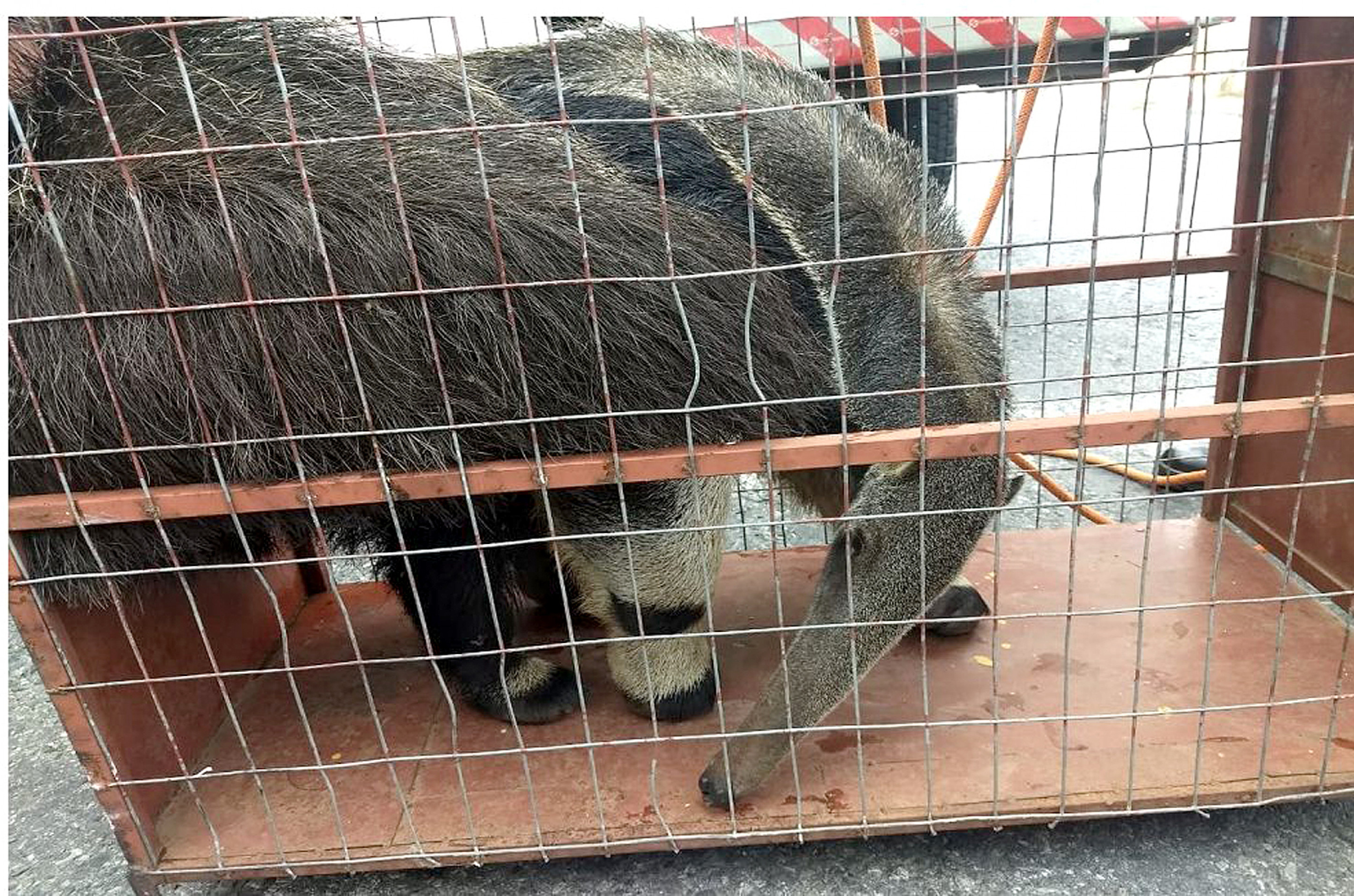 Animais, como tamanduá, aparecem em áreas urbanas 