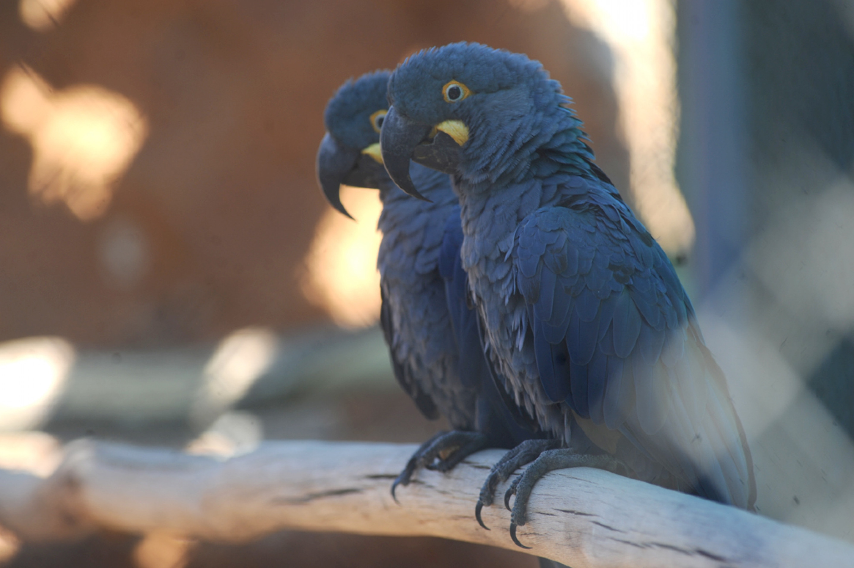 Proposta garante a proteção, o acolhimento e a reabilitação de animais silvestres resgatados, feridos ou em situação de vulnerabilidade