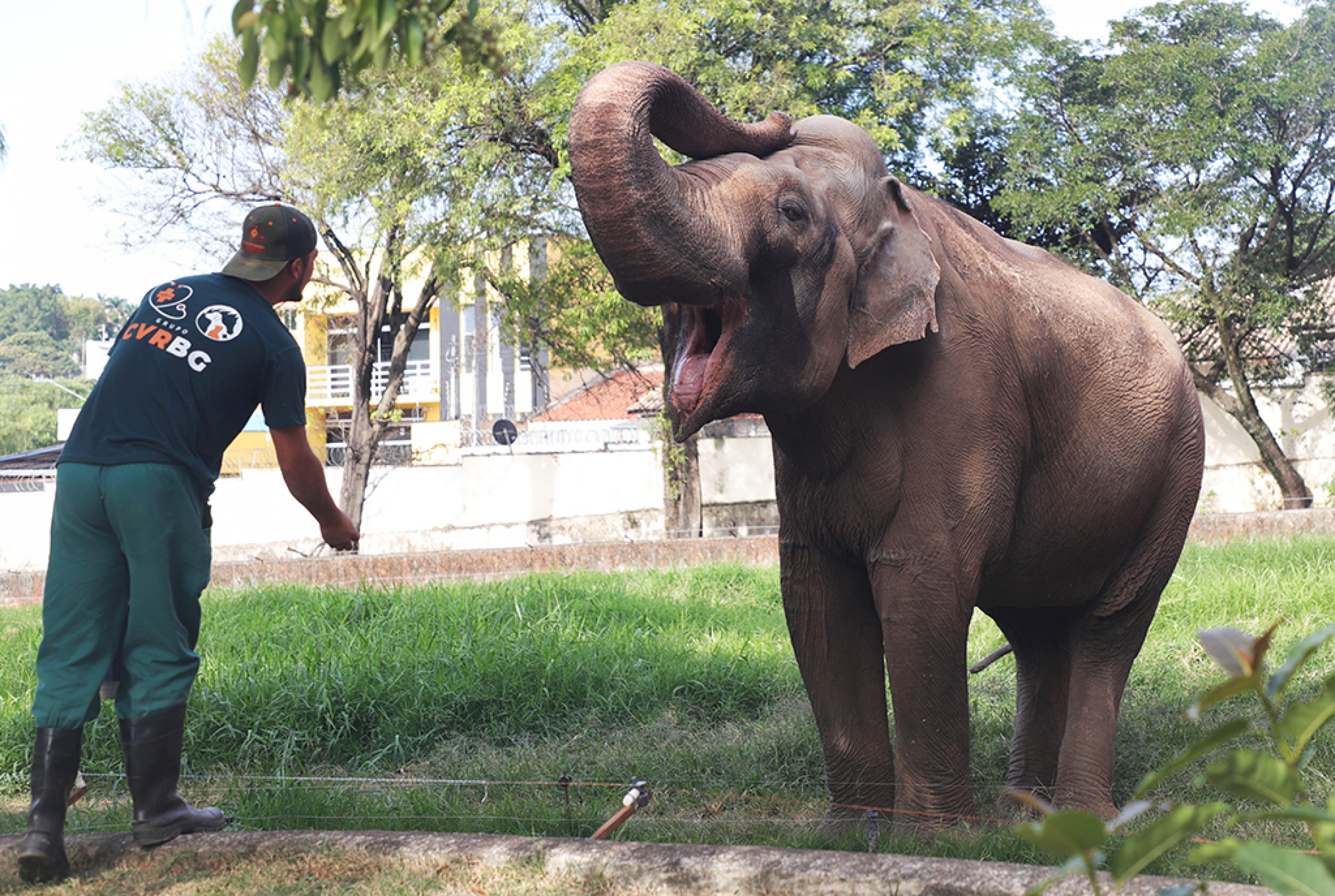  Sandro é o morador mais antigo do Quinzinho, onde está desde 1982. É o único elefante asiático macho no Brasil 

