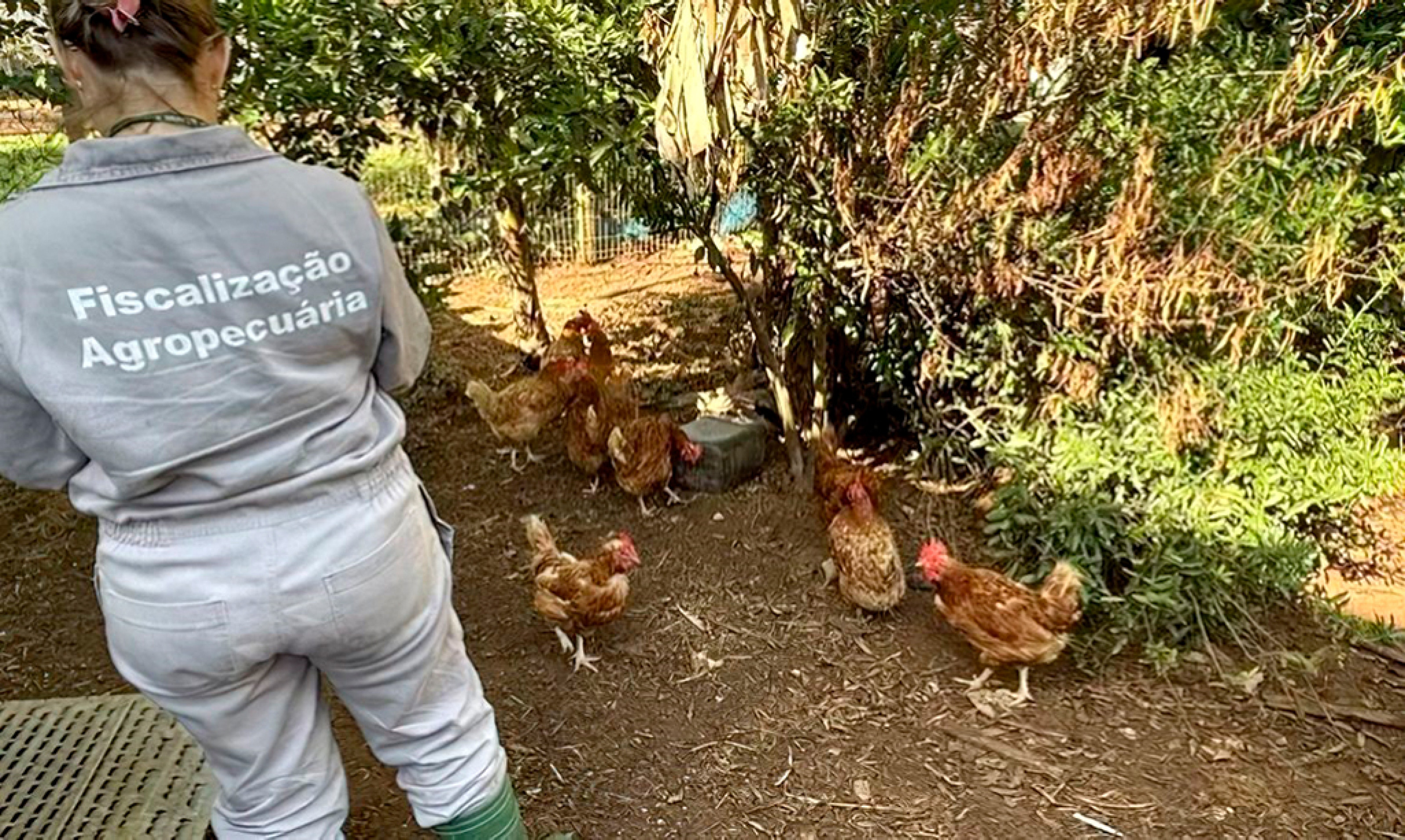 Governo informa que não há risco no consumo de frangos e ovos; infecção foi isolada e sem ligação com produção comercial
