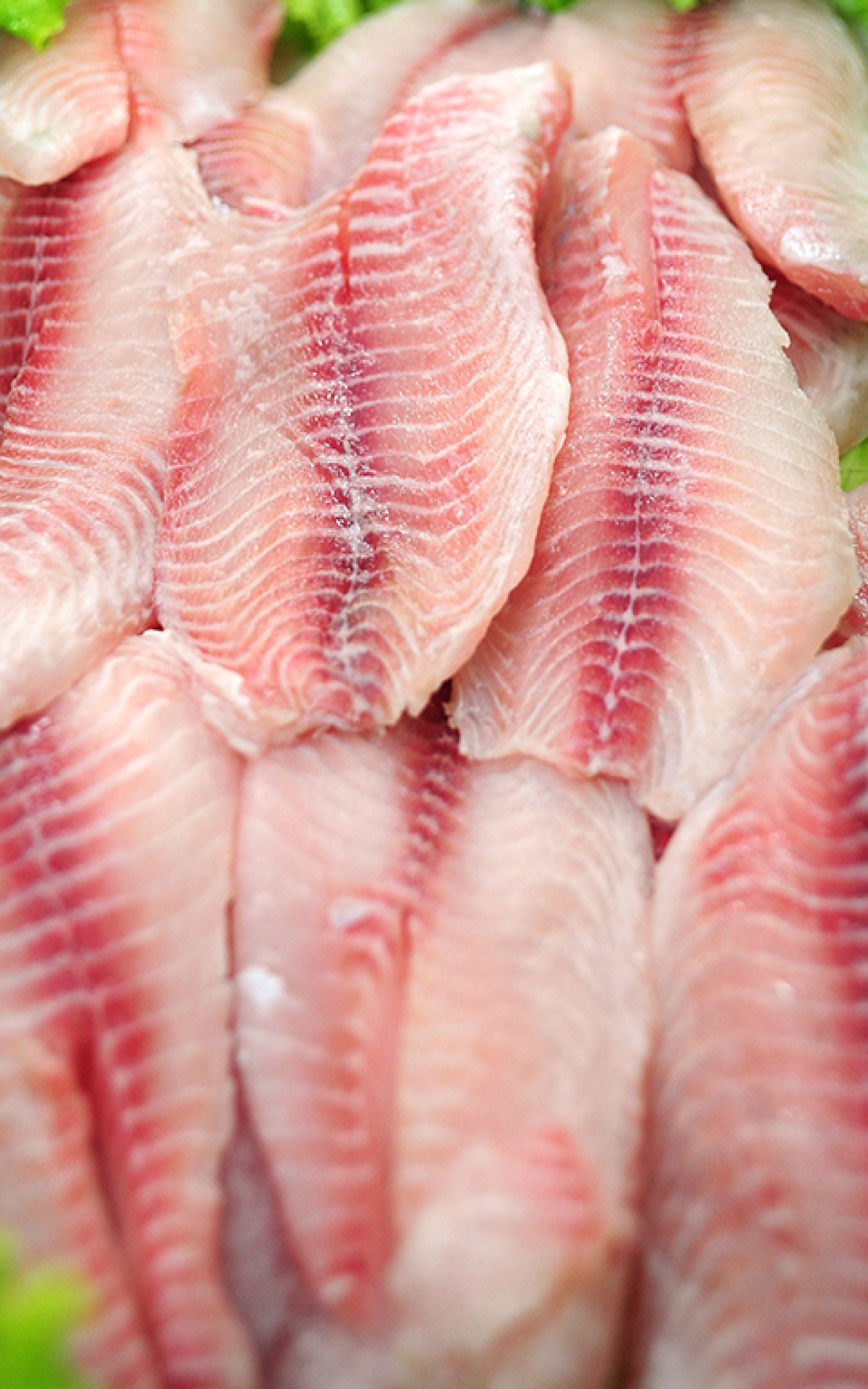 Pescados não puderam embarcar 
