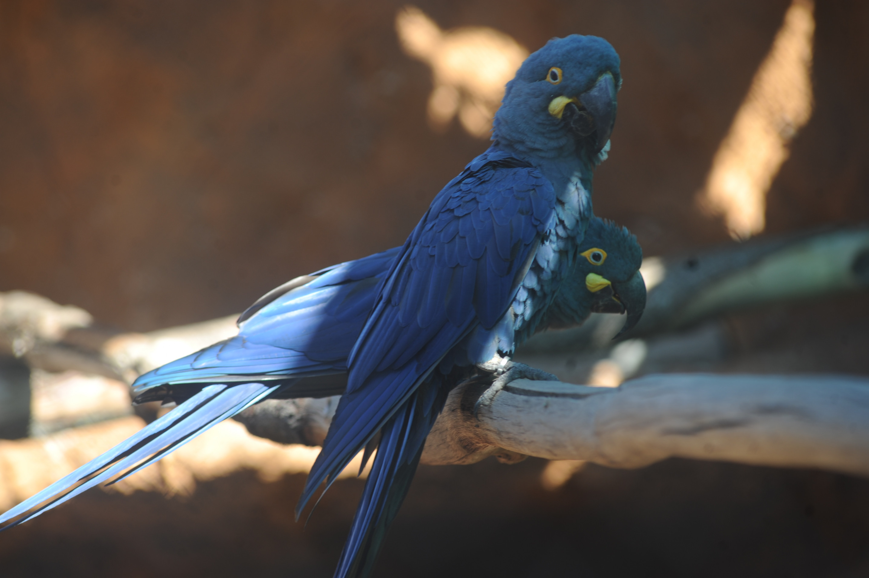 objetivo da iniciativa é assegurar a proteção, o acolhimento e a reabilitação de animais silvestres resgatados