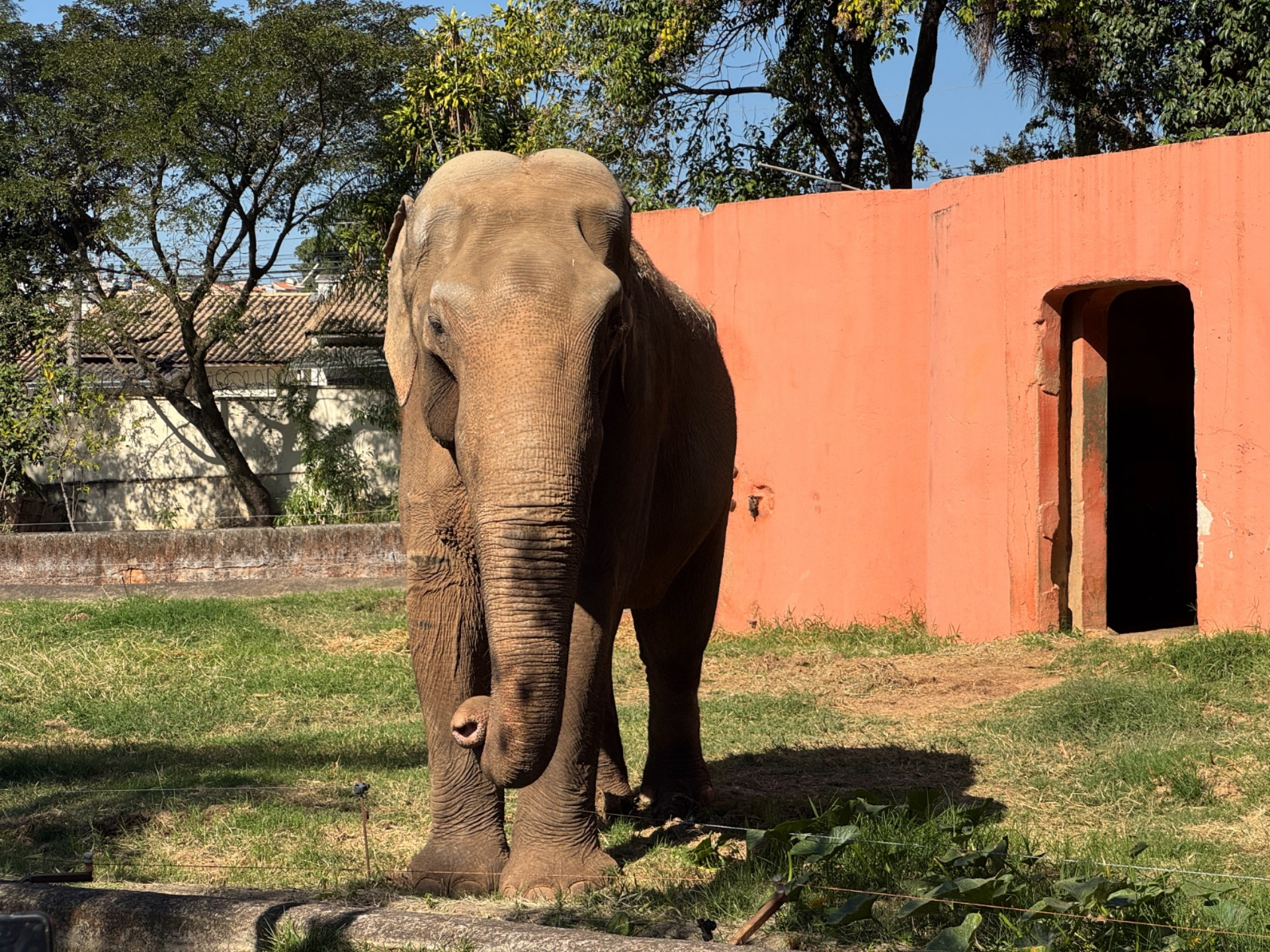 Atualmente, o elefante está no meio de uma disputa judicial