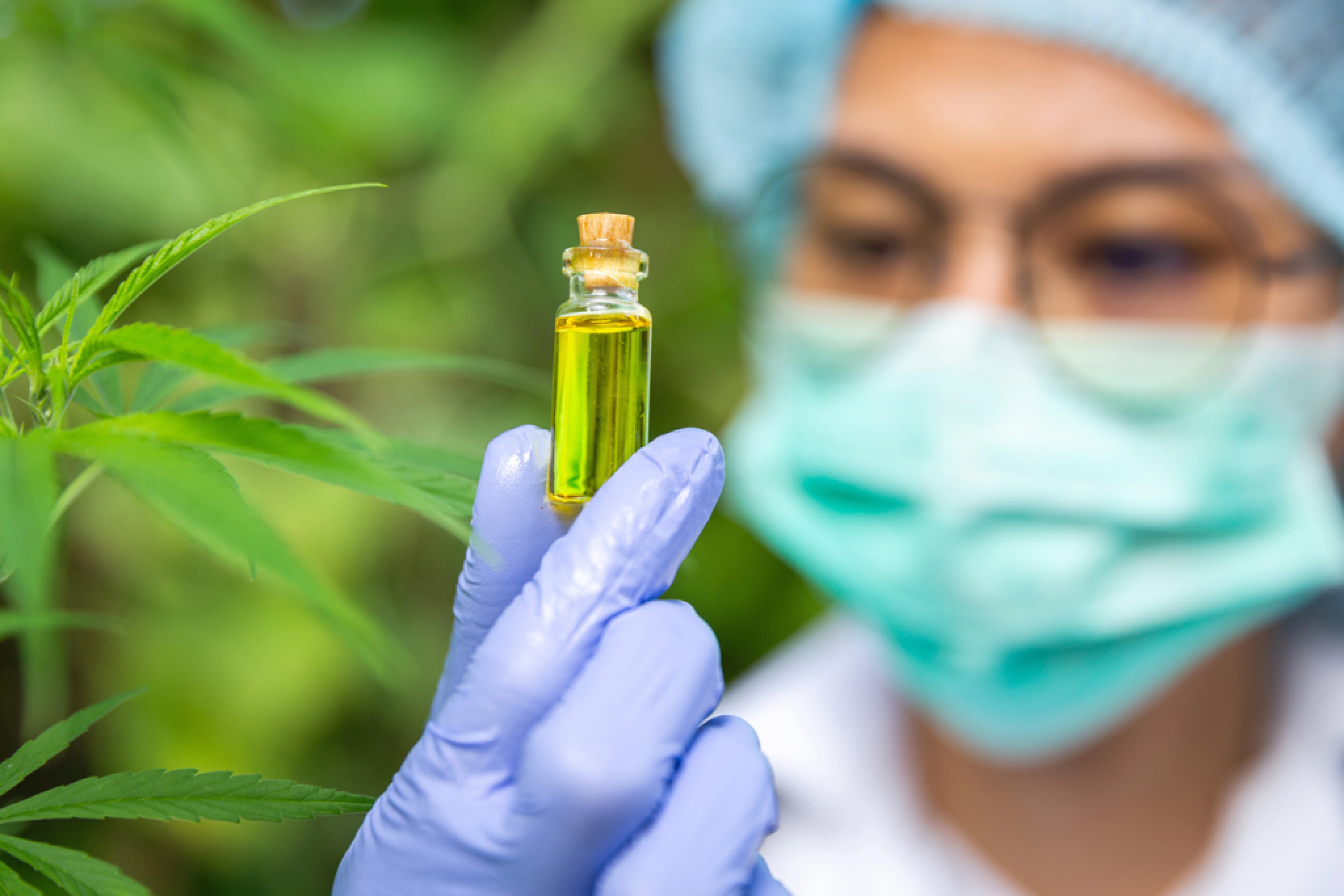 Legislação permite uso medicinal de canabinoides com prescrição ou autorização
