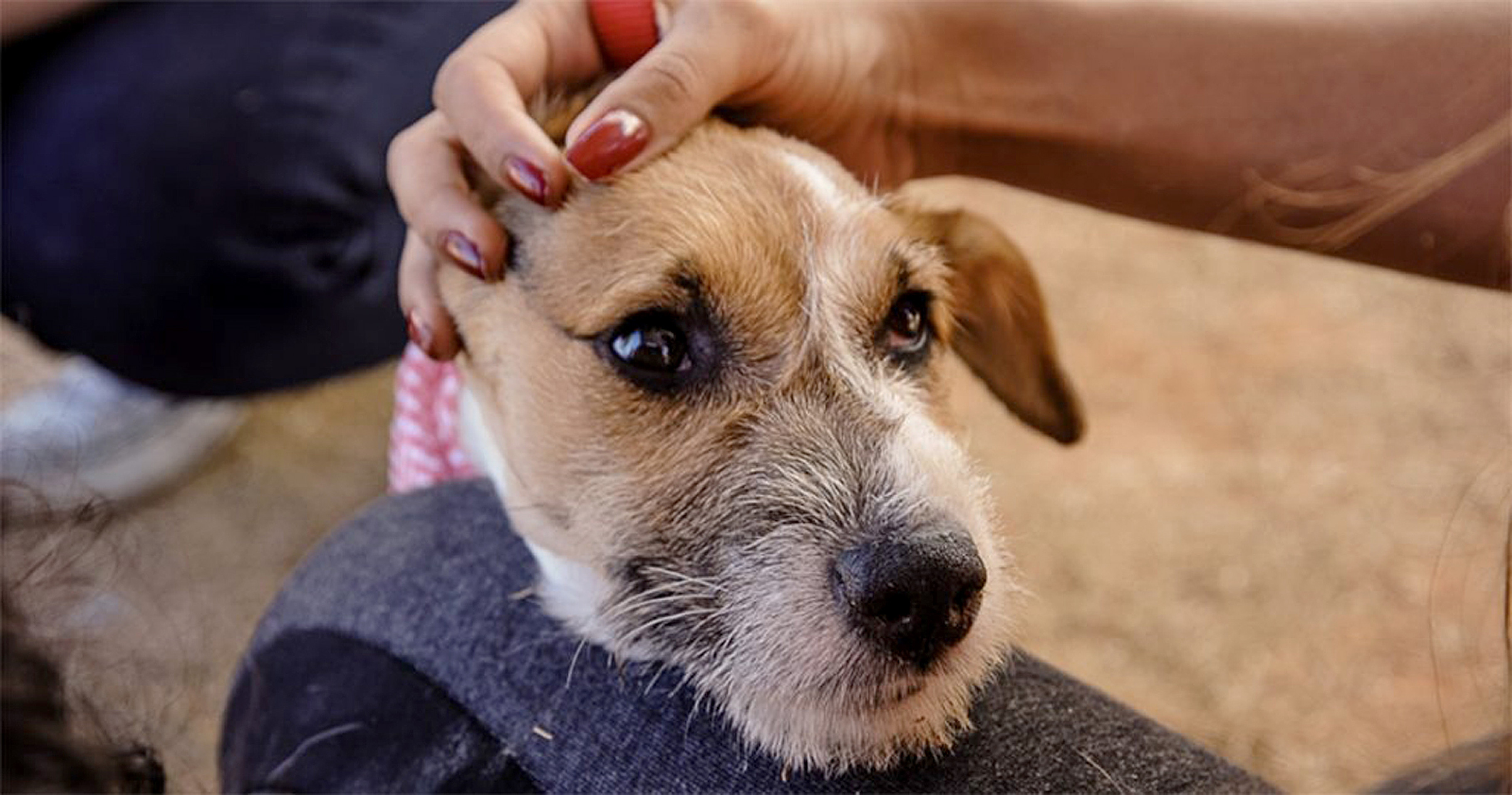 O anti-inflamatório pode ser uma alternativa para 
tratamento da artrose em cães idosos