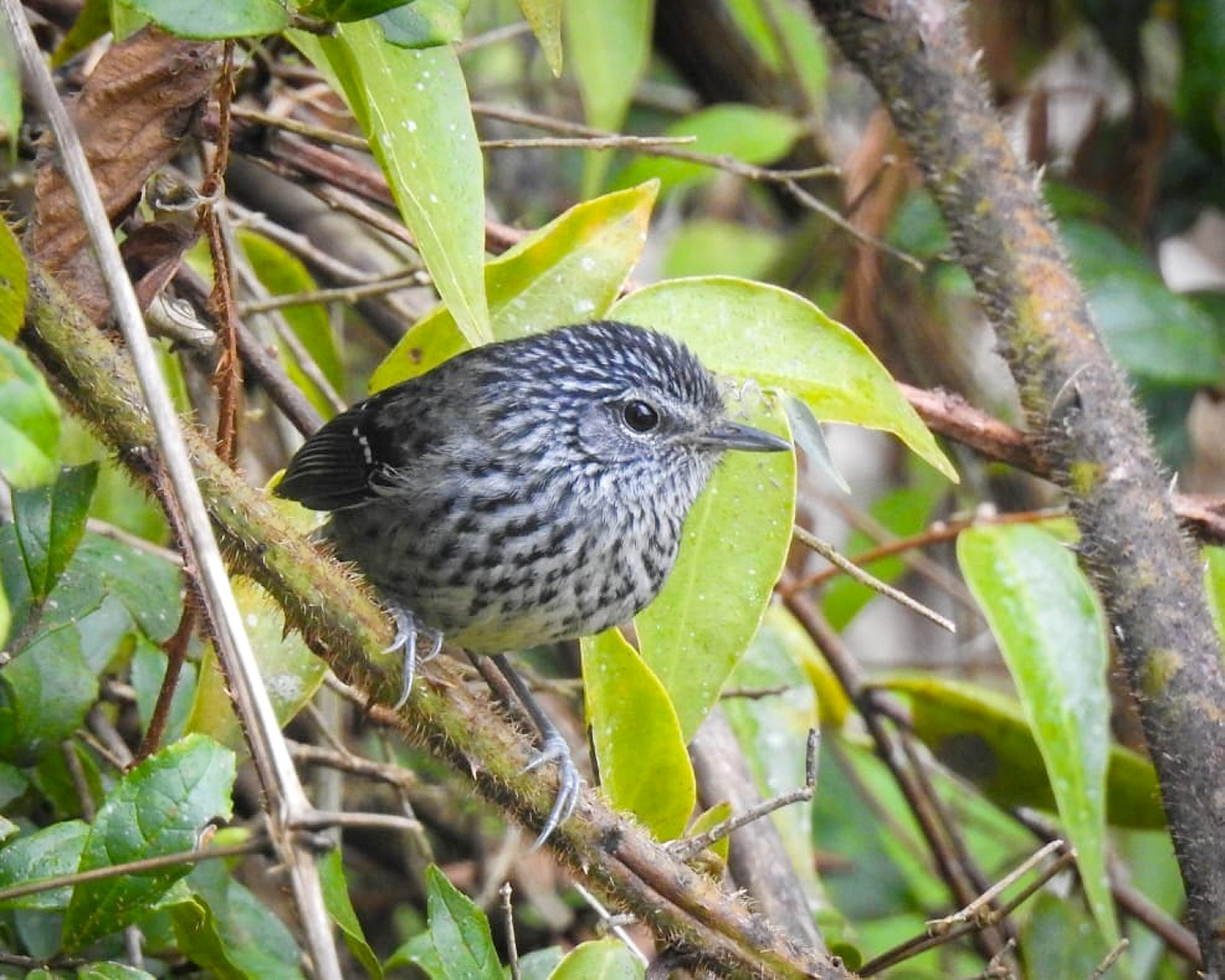 Conheça a choquinha-carijó:
pequena, listrada e cheia de estilo!
