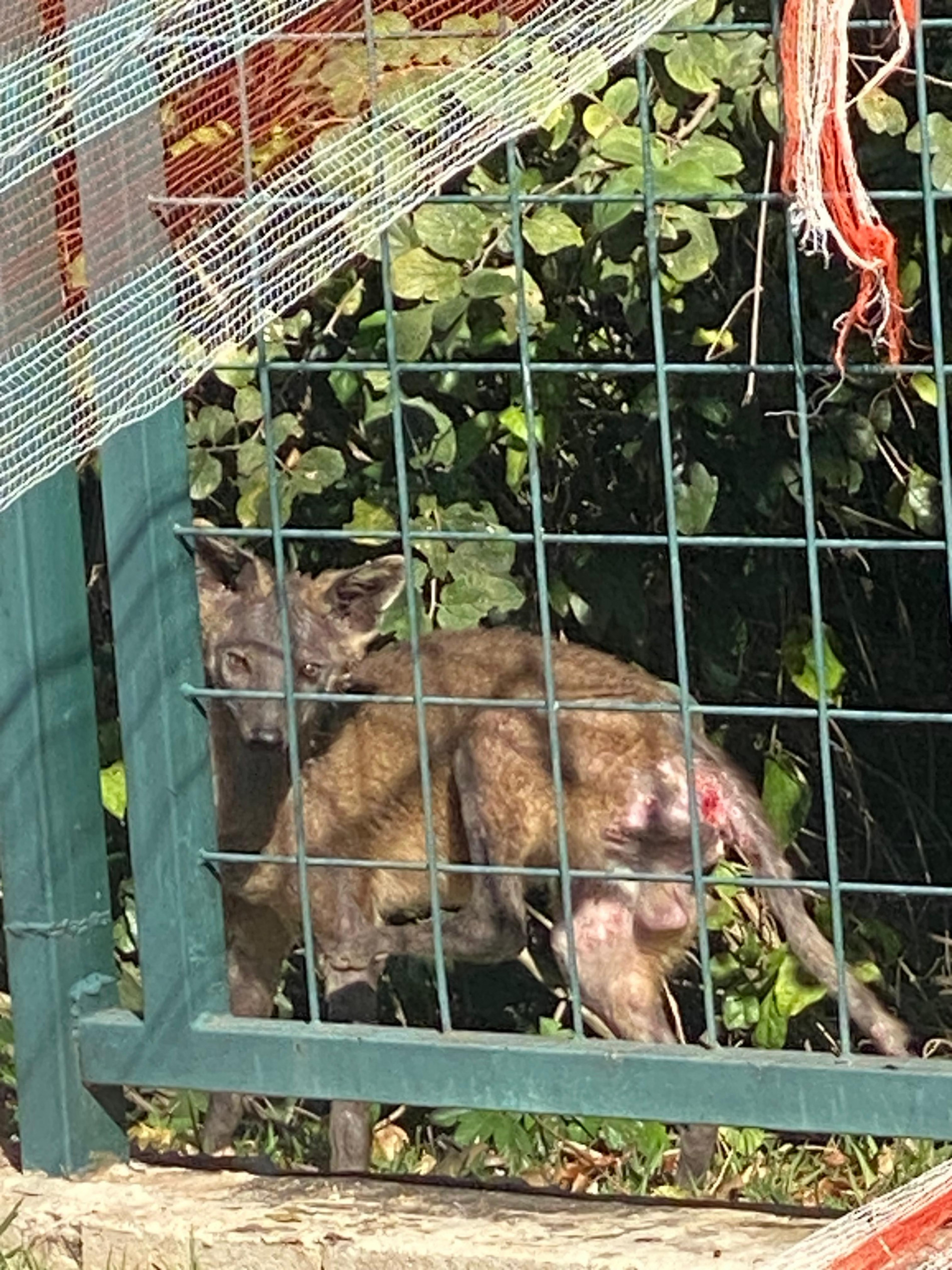 A sarna causa coceira, inflamação, feridas, crostas e queda de pelo