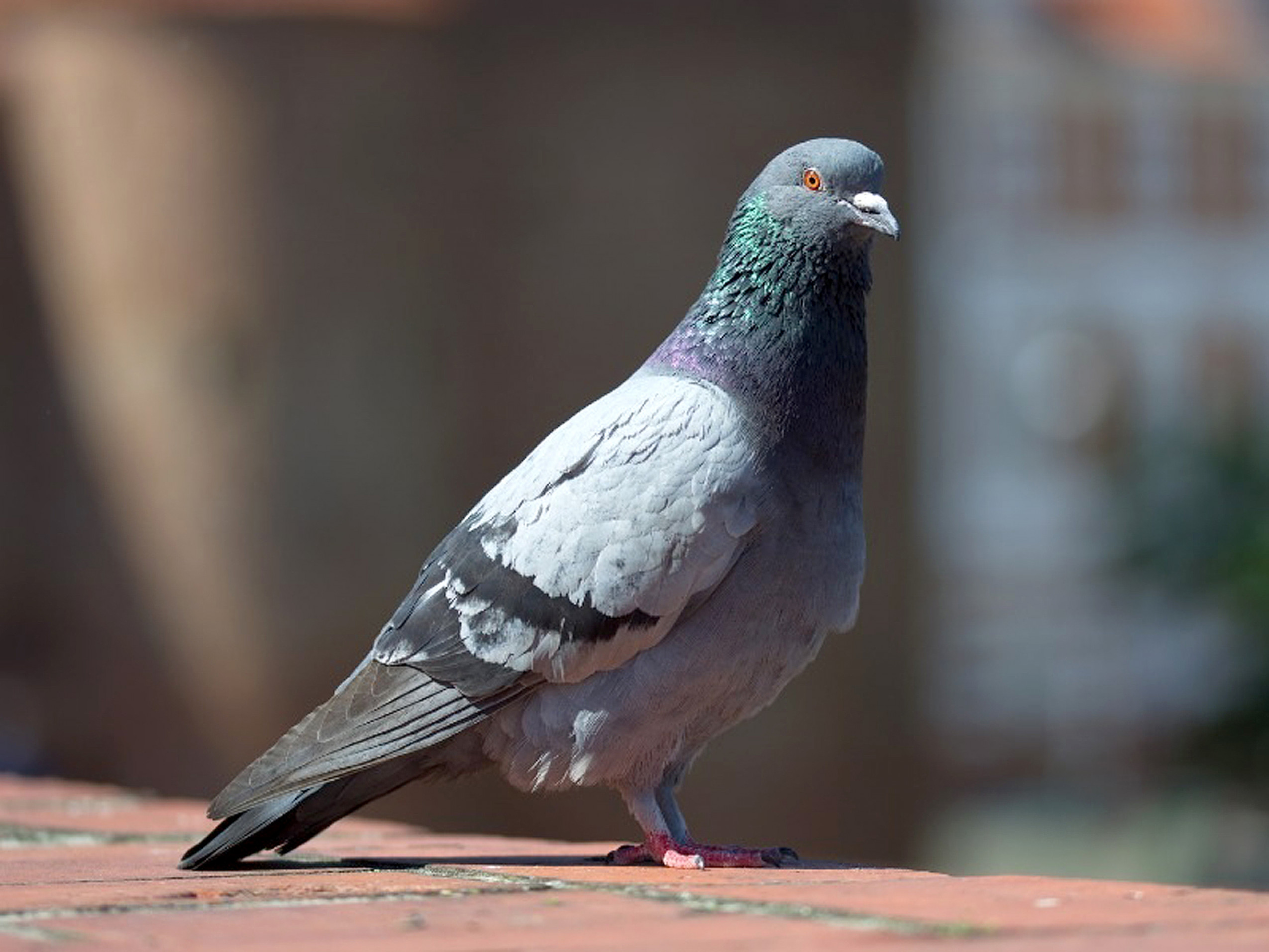 Resíduos dessas aves podem transmitir doenças respiratórias e intestinais

