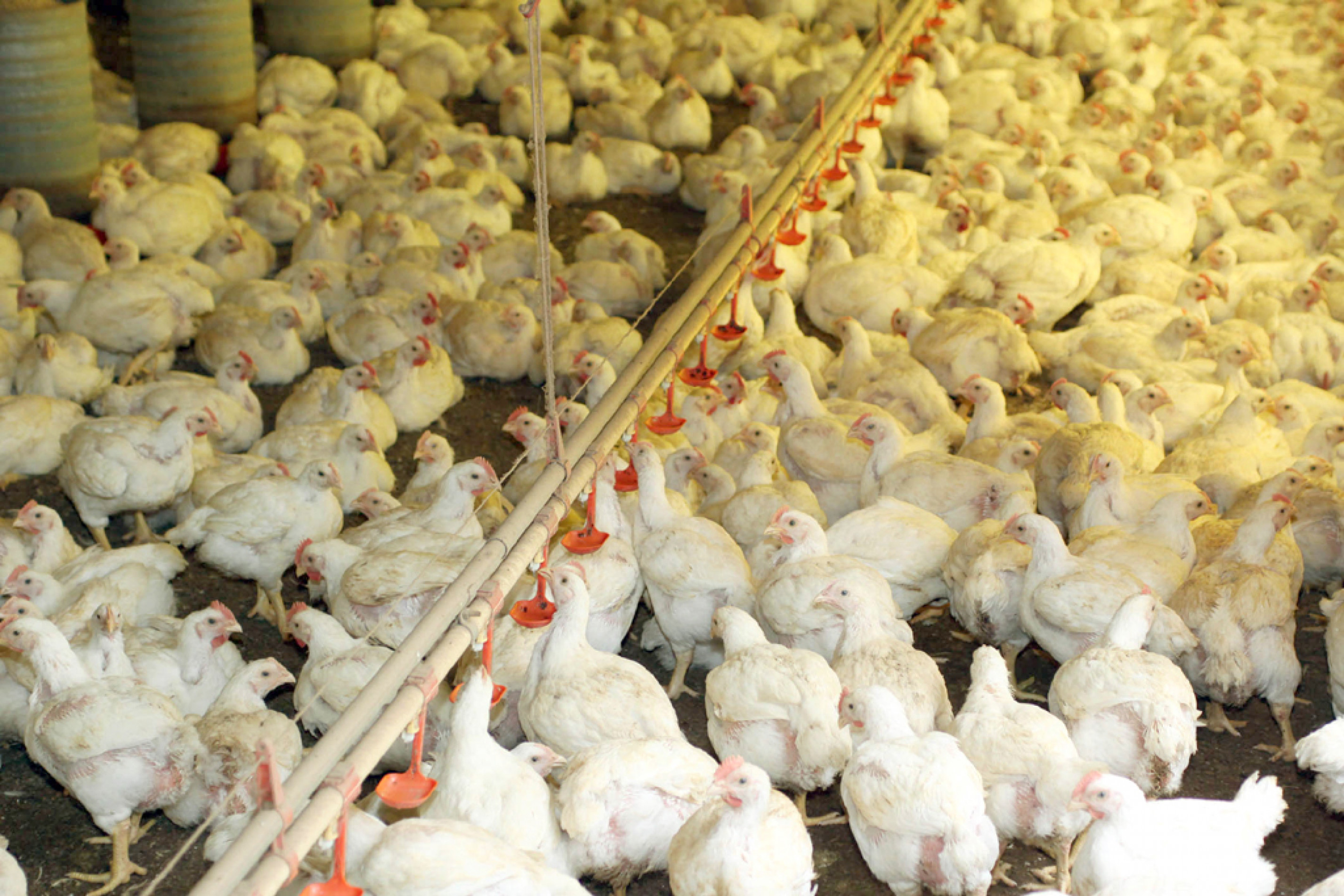 Cidades da Região Metropolitana de Sorocaba (RMS) são produtoras de frango
