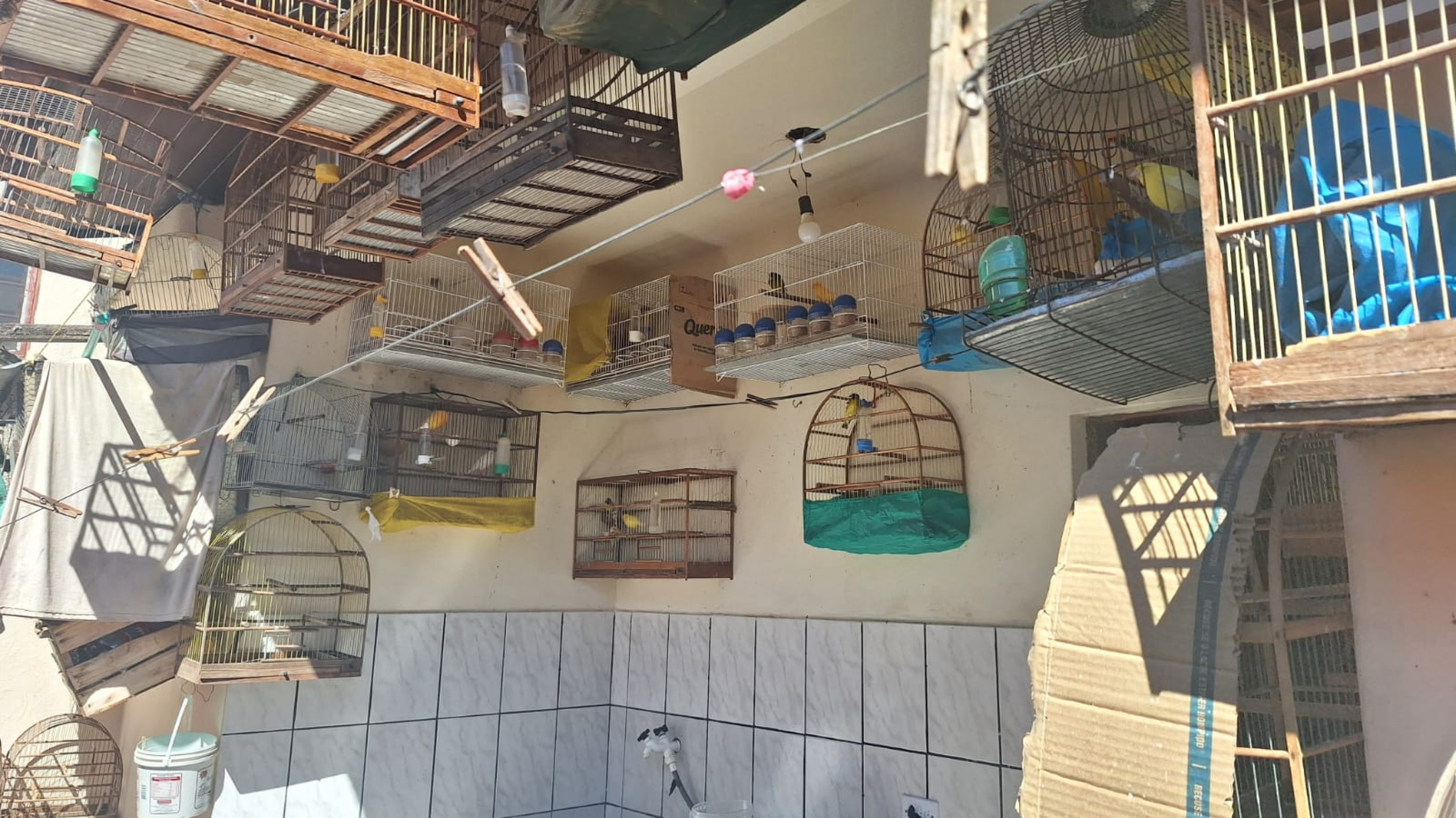 No local, foram encontrados 16 pássaros nativos, quatro híbridos, dois exóticos e eis psitacídeos exóticos