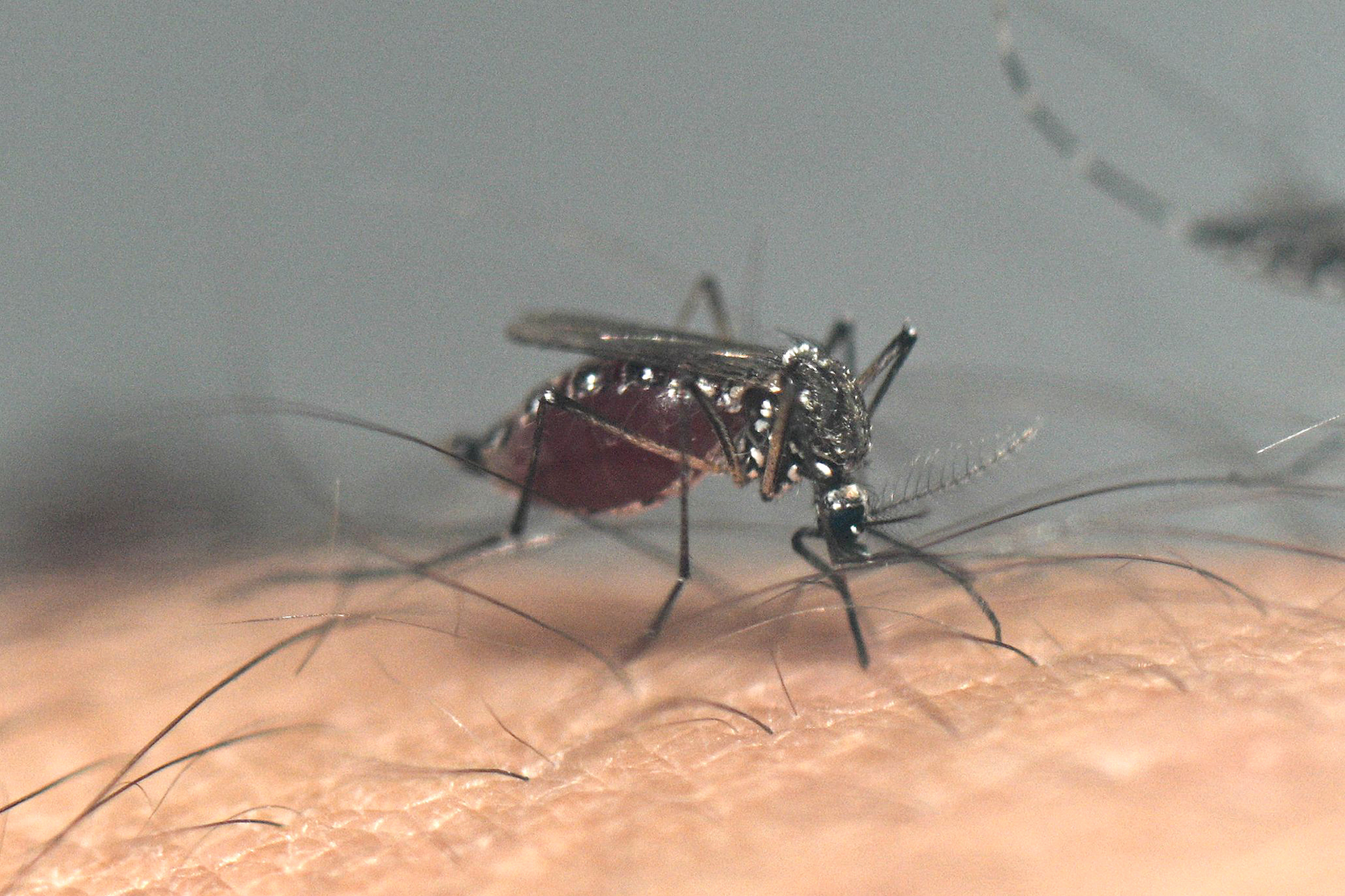 Menos chuvas entre maio e outubro reduzem a proliferação do Aedes aegypti
