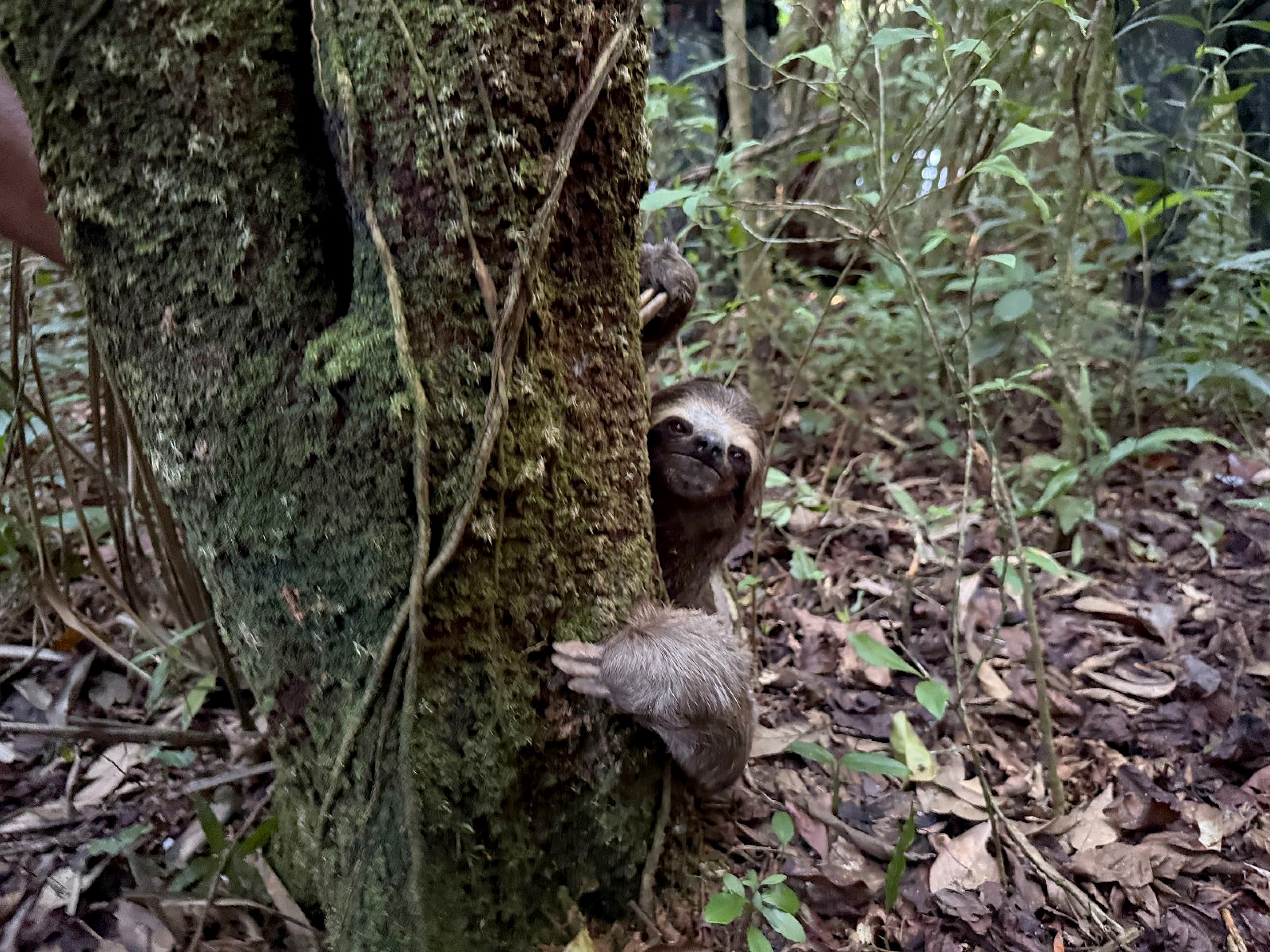 Bichos-preguiça vivem só nas Américas; no Brasil, há cinco espécies diferentes
