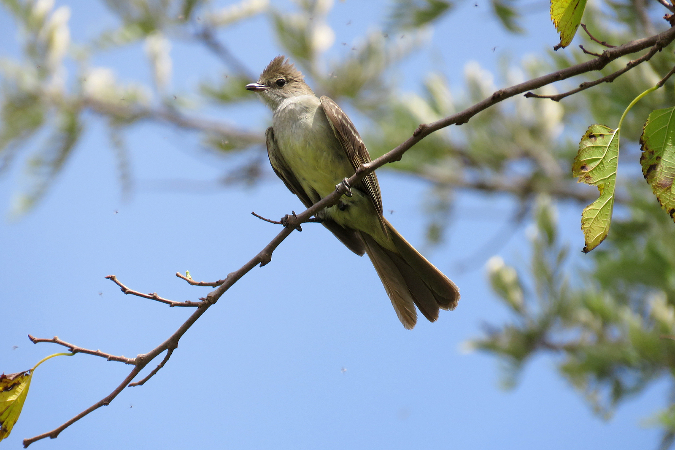 Guaracava-grande, ave de barriga amarela 
que vive em florestas e parques