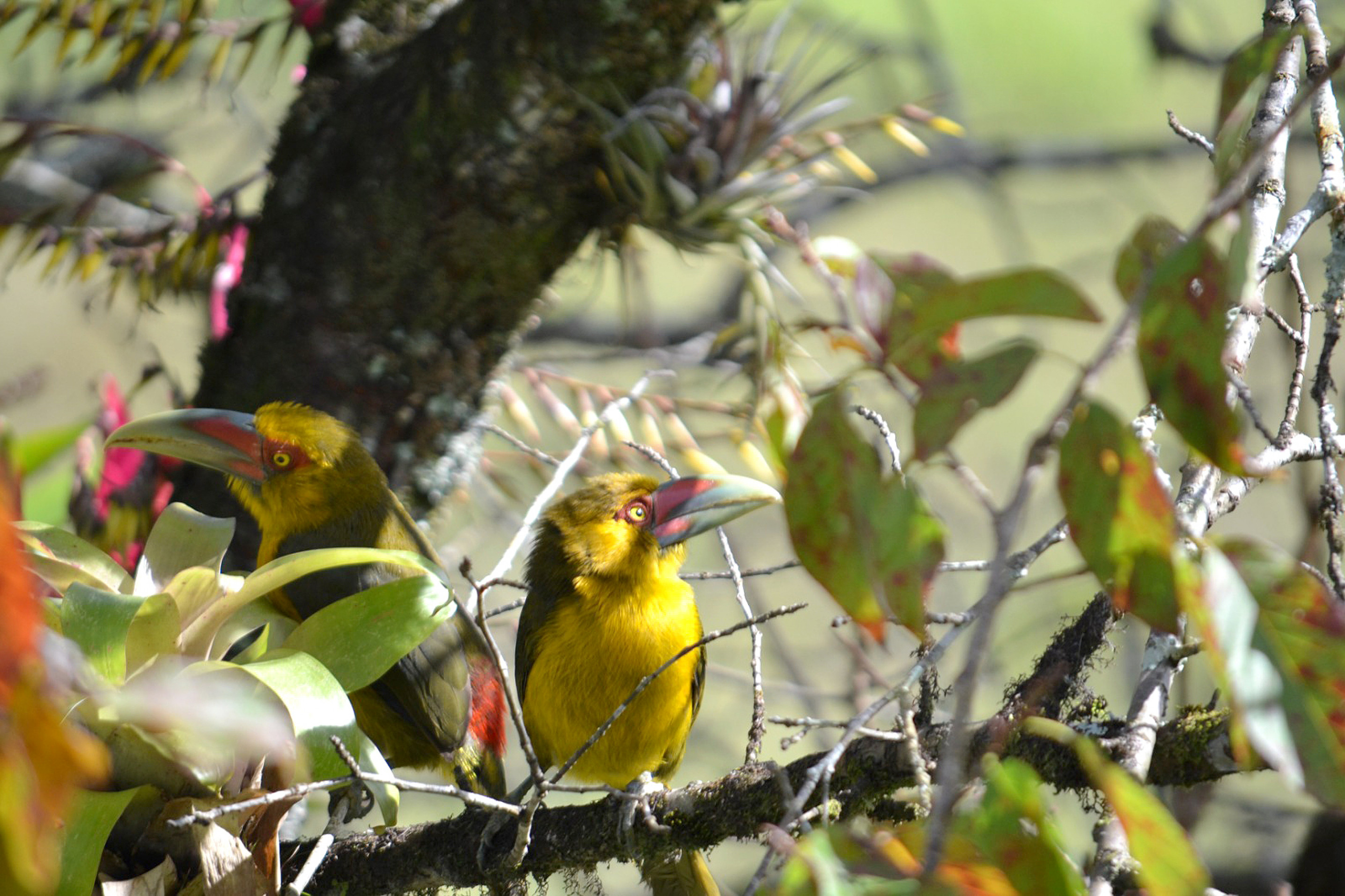 Objetivo é fazer refletir sobre papel do ecoturismo 
e valorizar a biodiversidade da região