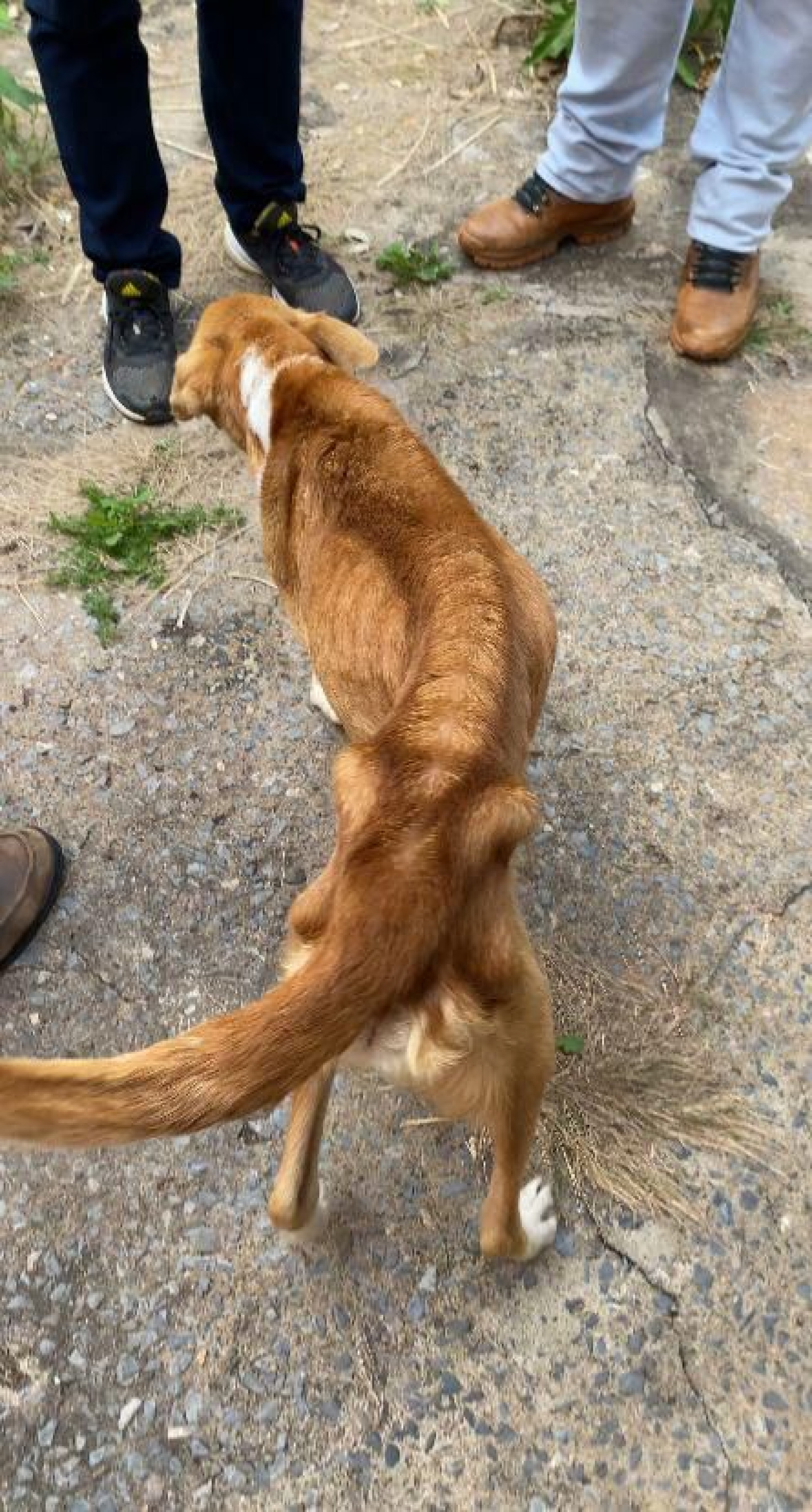 O animal foi encontrado em situação de magreza extrema e no quintal não havia comida ou água para ele