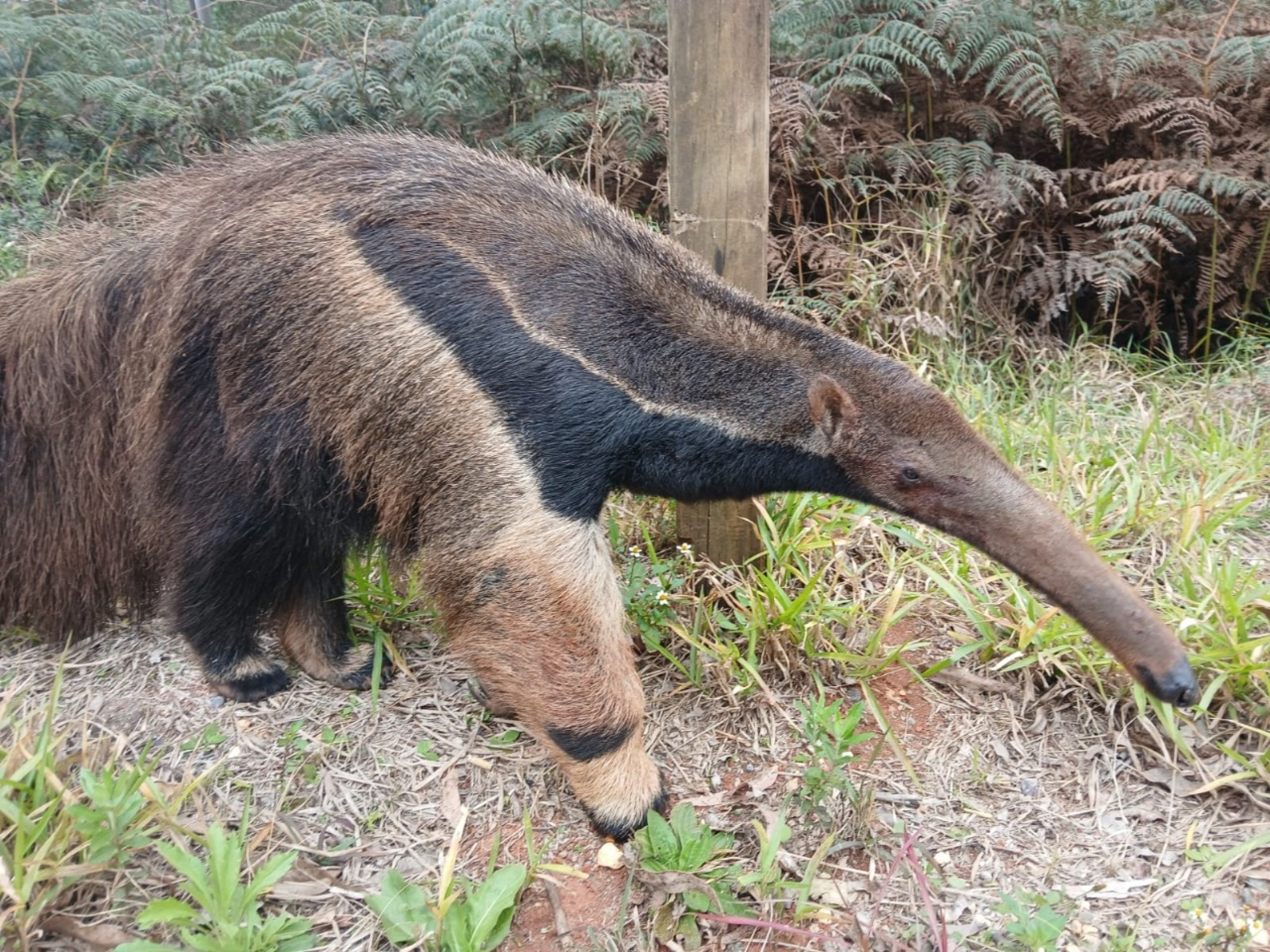 Animal apresentava ferimento na cauda 