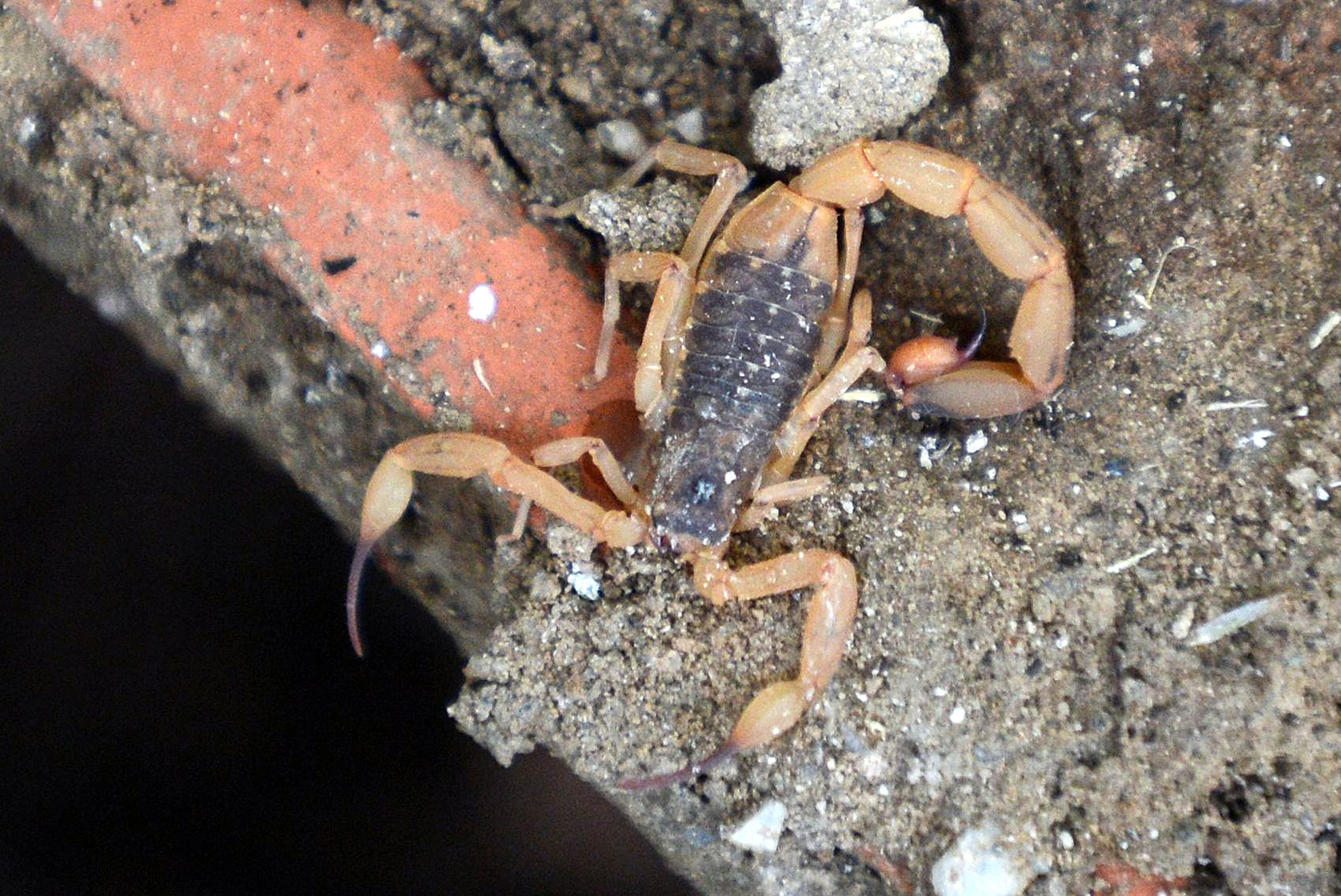 Em Sorocaba, foram 291 notificações, de acordo com a Secretaria da Saúde de SP
