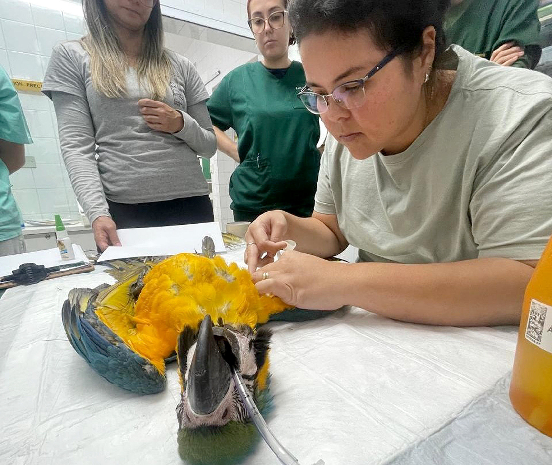 Desenvolvido no Centro de Triagem e Reabilitação (Cetras) de São Paulo, desde 2008, o implante de penas 
já beneficiou 113 aves de 
19 espécies diferentes
