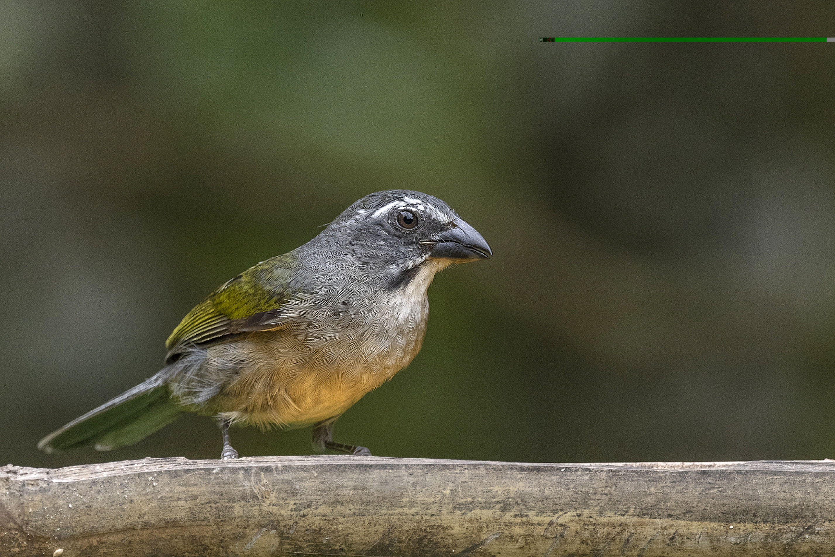 O trinca-ferro tem bico forte, 
asas verdes e listras pretas 
na garganta que parecem um 
bigodinho! Só o macho canta

