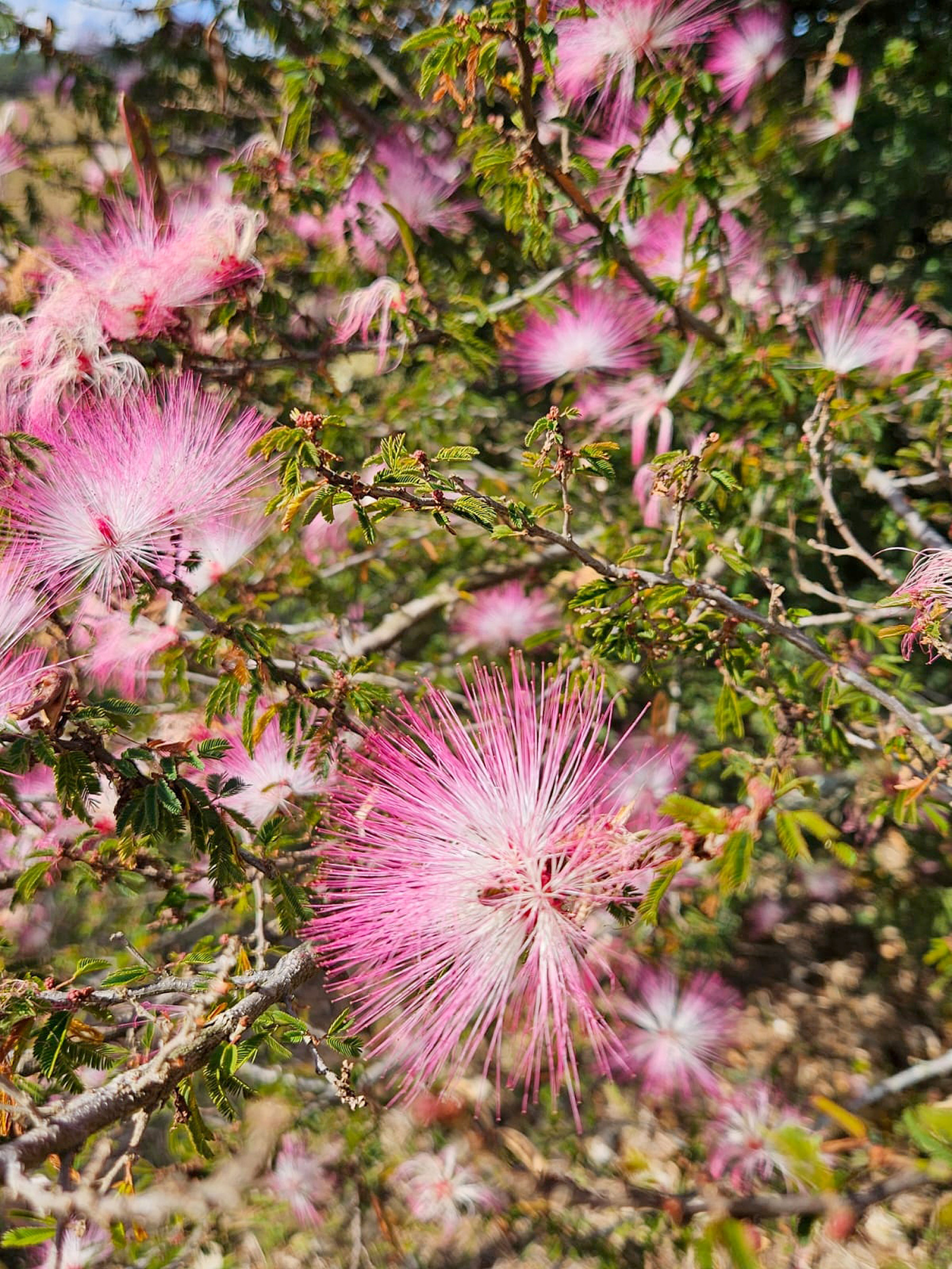 Inflorescências compostas por inúmeros estames rosas
