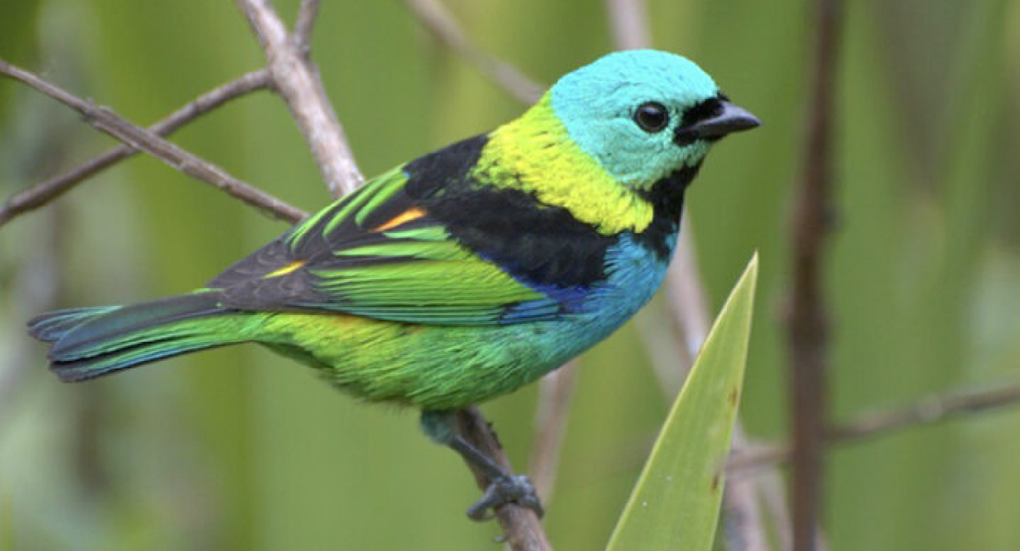Os pesquisadores determinaram que no ambiente urbanizado há filtros que impedem o desenvolvimento e a adaptação de aves mais coloridas