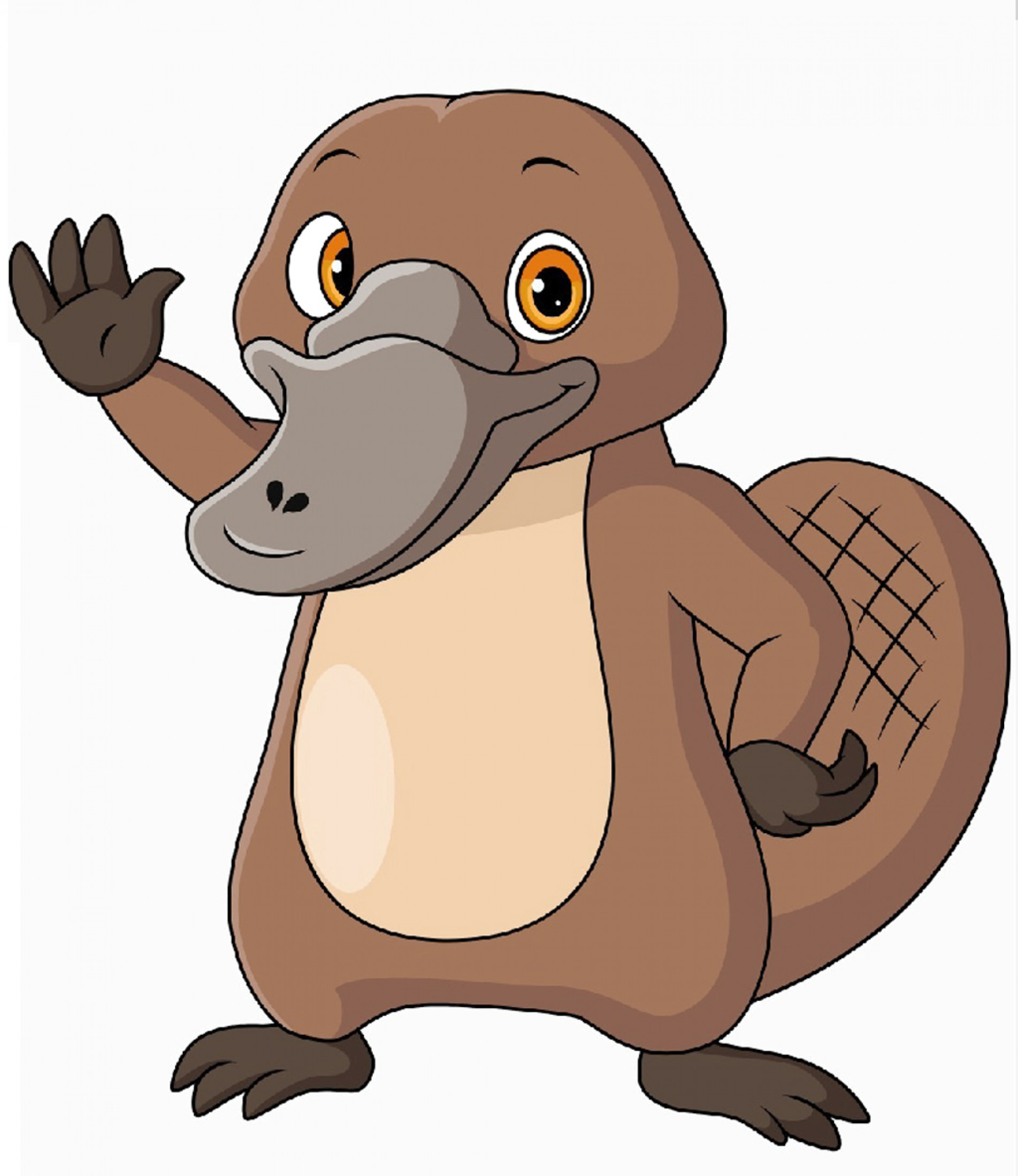 Com bico de pato, rabo de castor e pés de lontra, o ornitorrinco parece um bicho de faz de conta!
